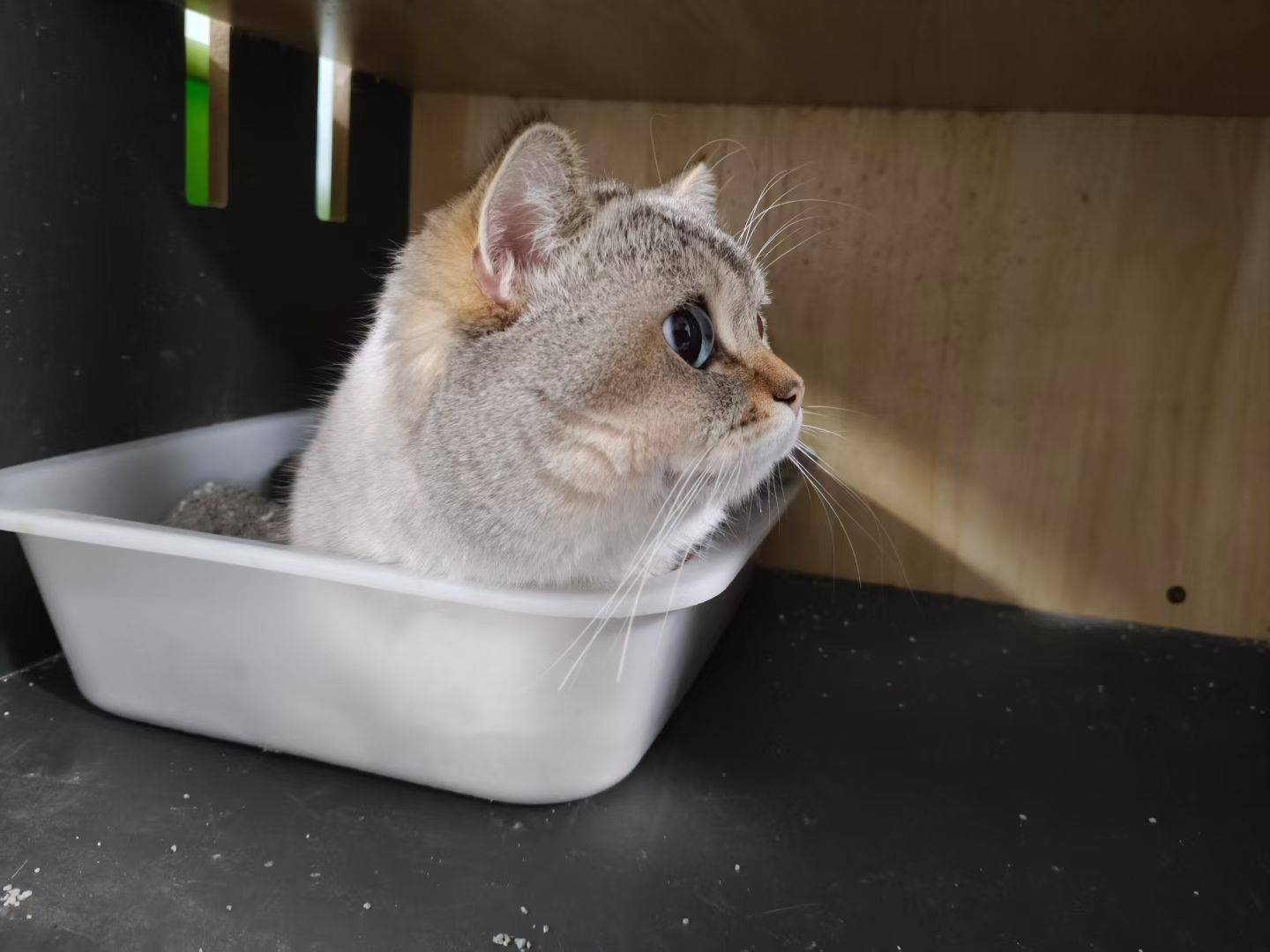 山猫纹蓝金点弟弟找铲屎官_1