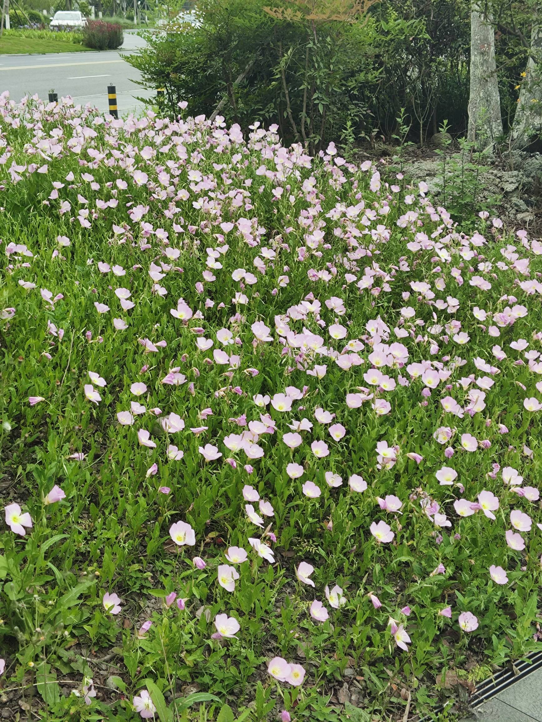 月见草