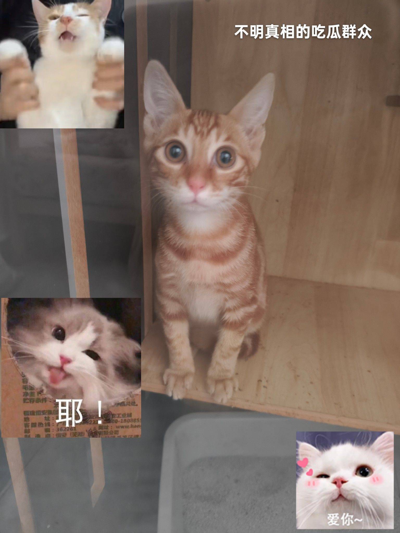 橘虎斑弟弟找领养