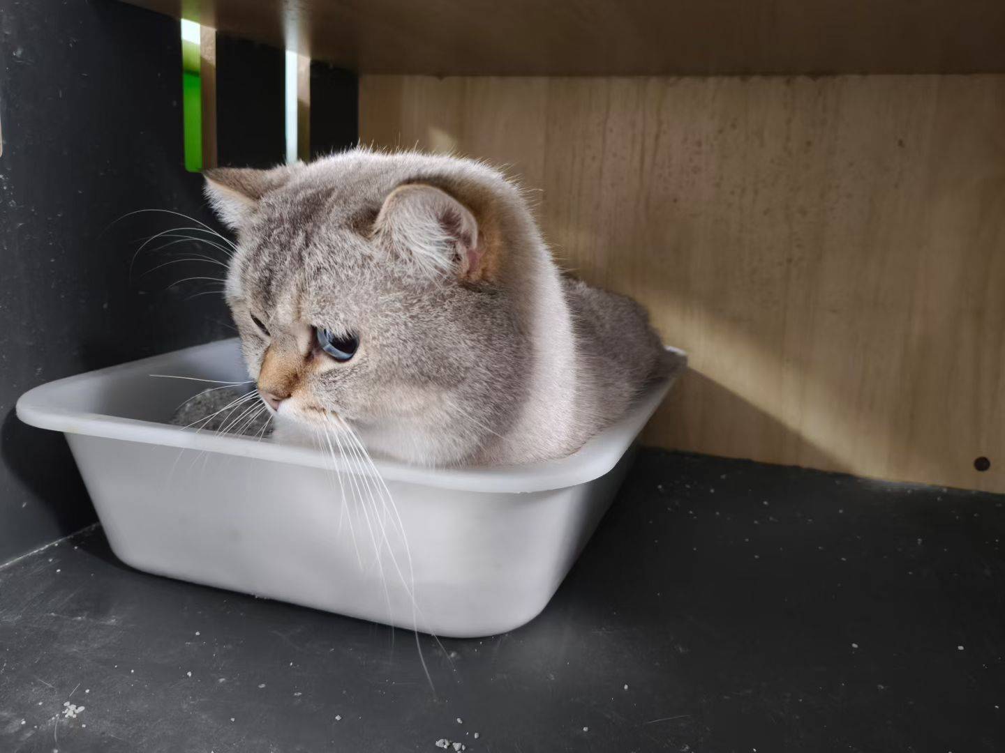 山猫纹蓝金点弟弟找铲屎官_2