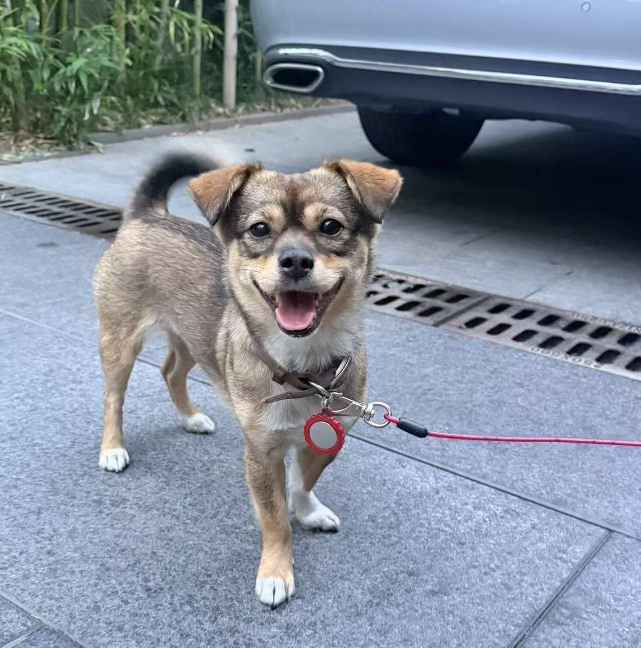 狗狗求收养