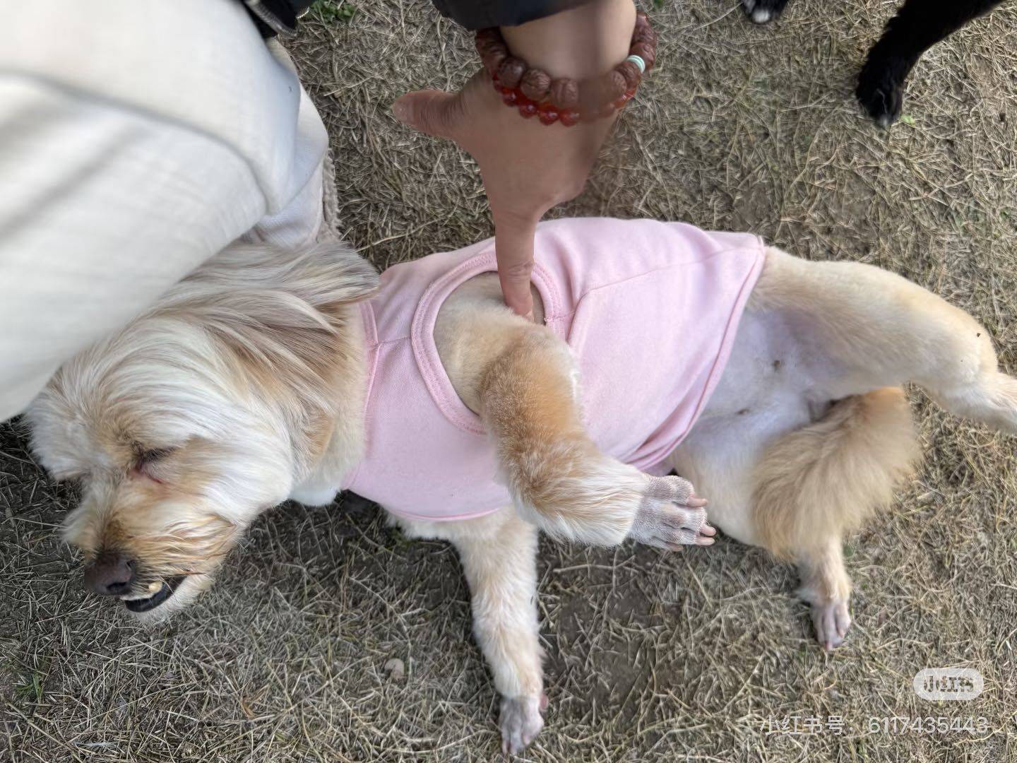 无偿领养 乖巧的贵宾串串_1