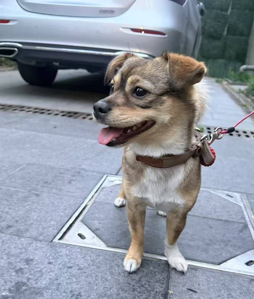 狗狗求收养_1