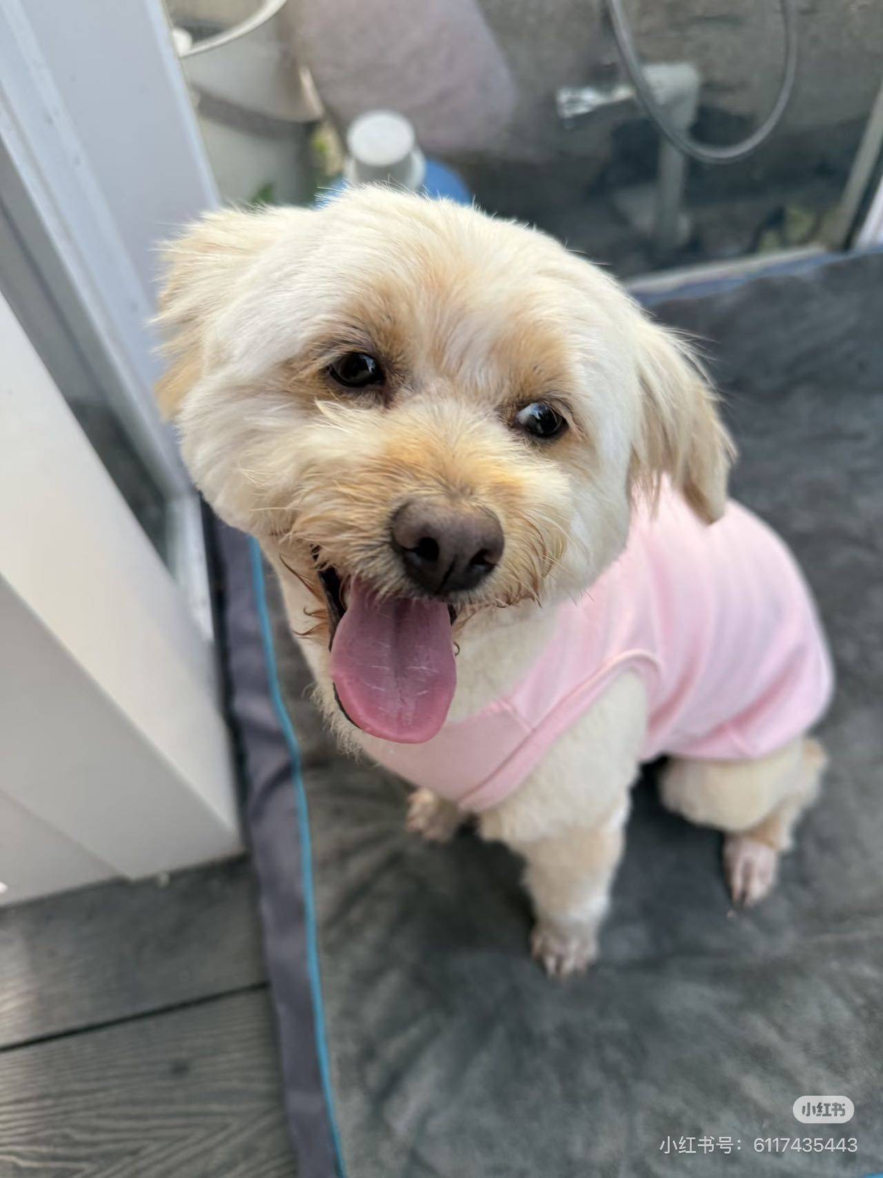 无偿领养 乖巧的贵宾串串