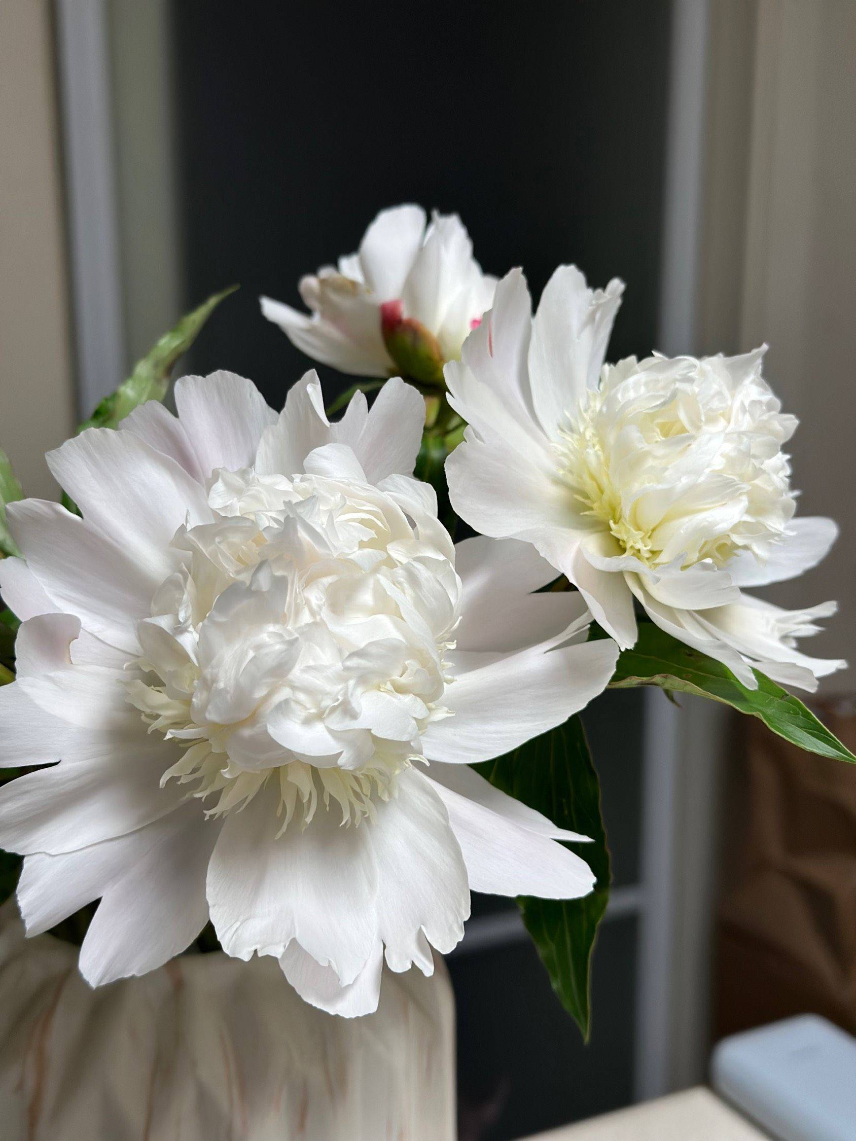 芍药季_1