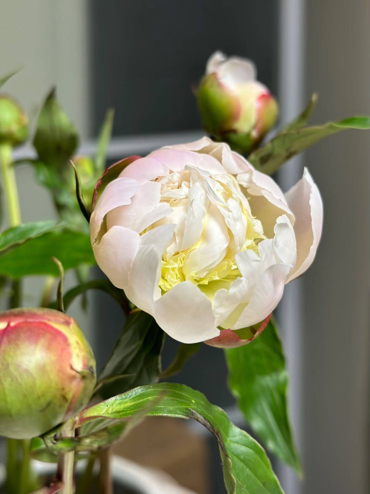 芍药季