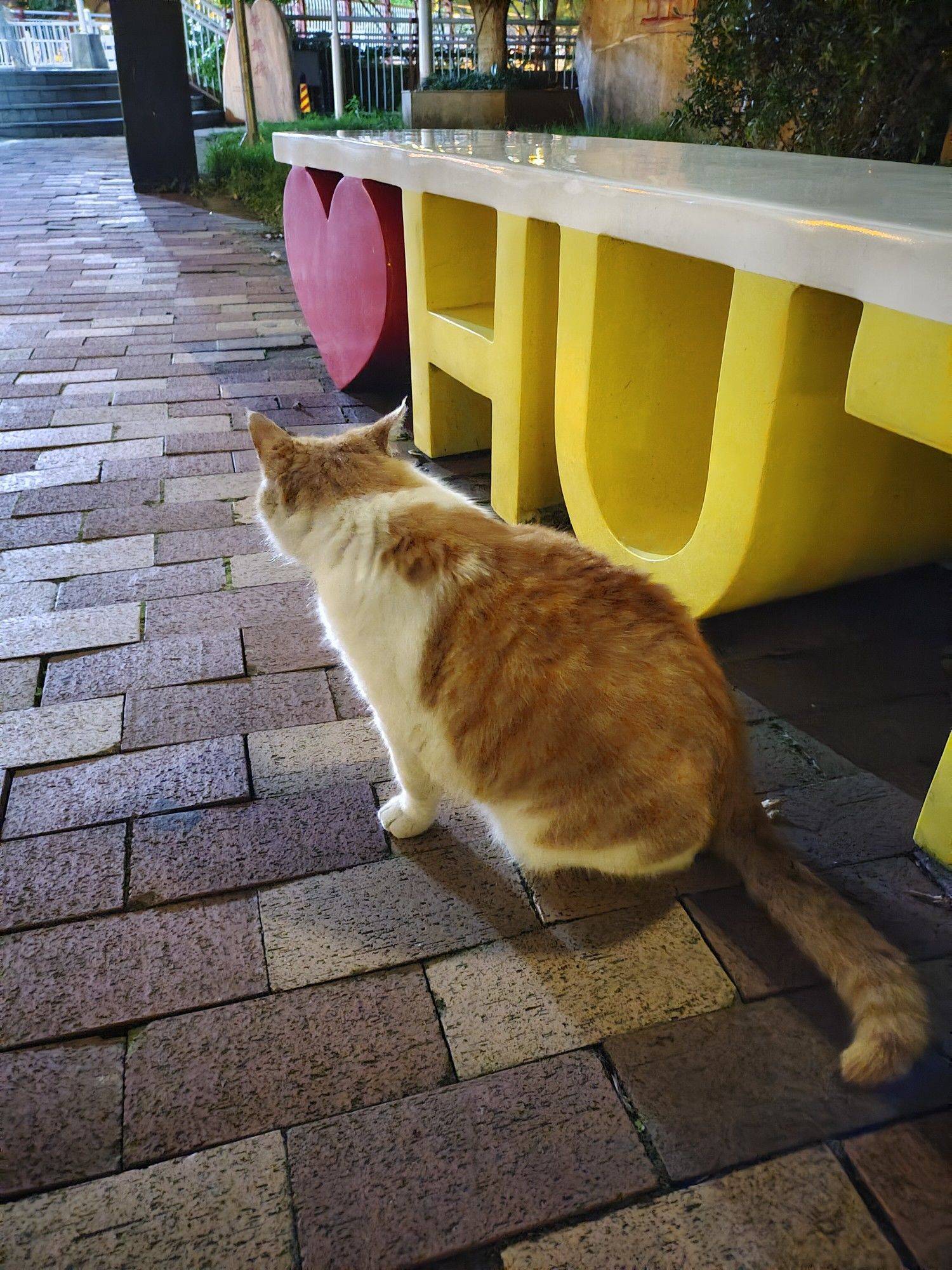 转角遇到大肥猫