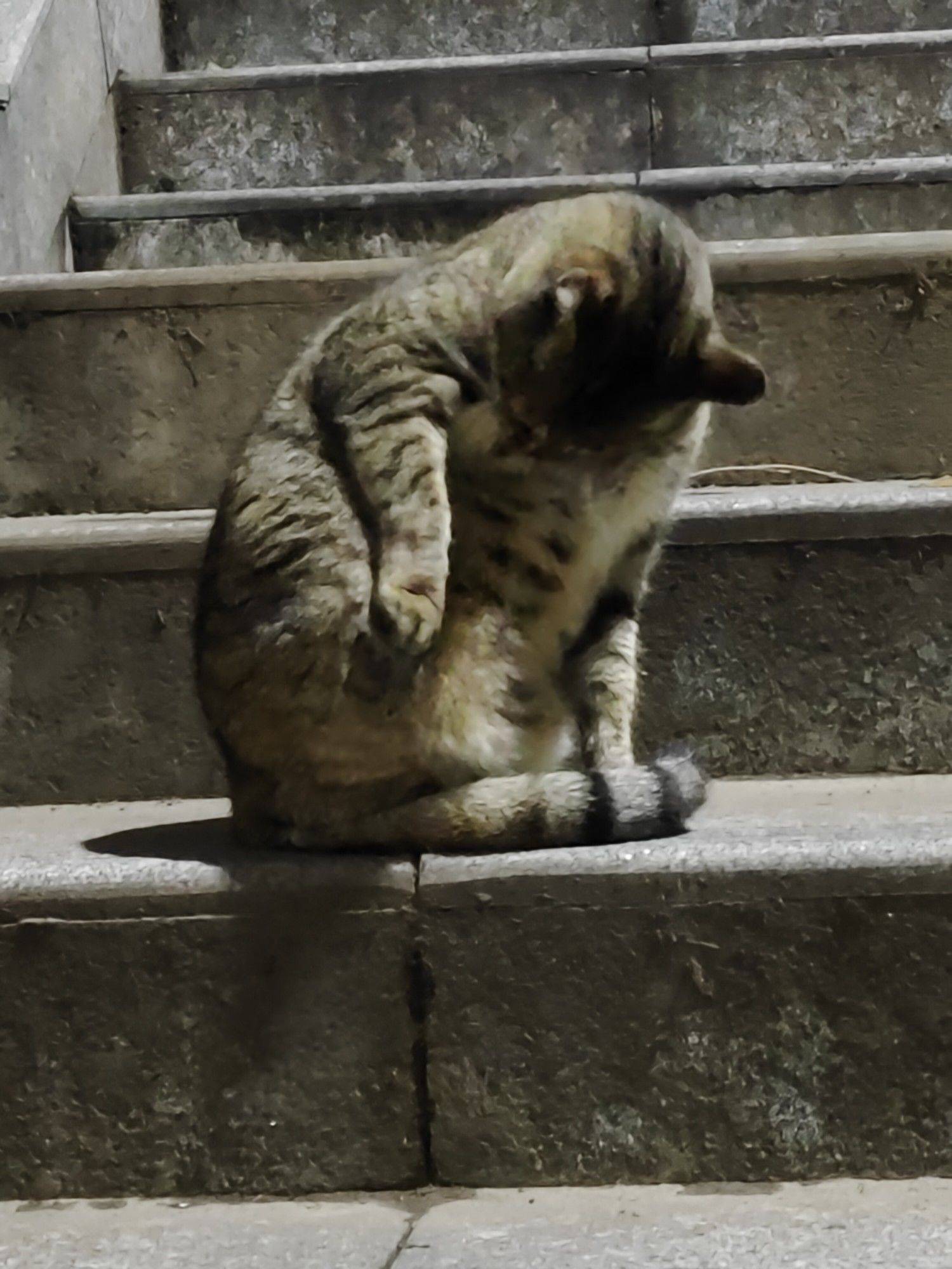 转角遇到大肥猫_2
