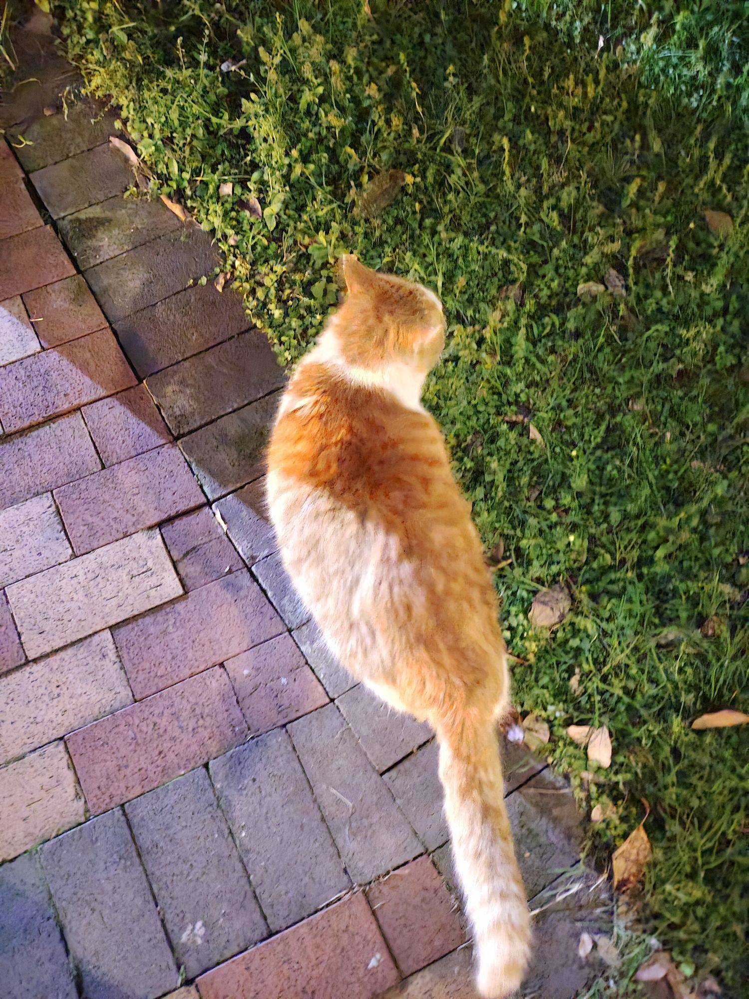转角遇到大肥猫_1