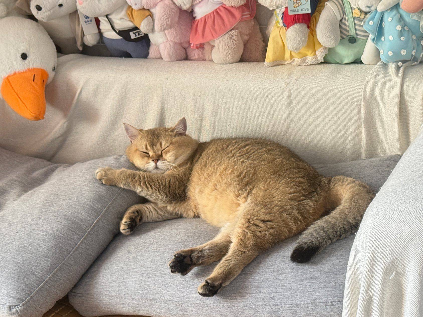 慵懒元宝的一天～