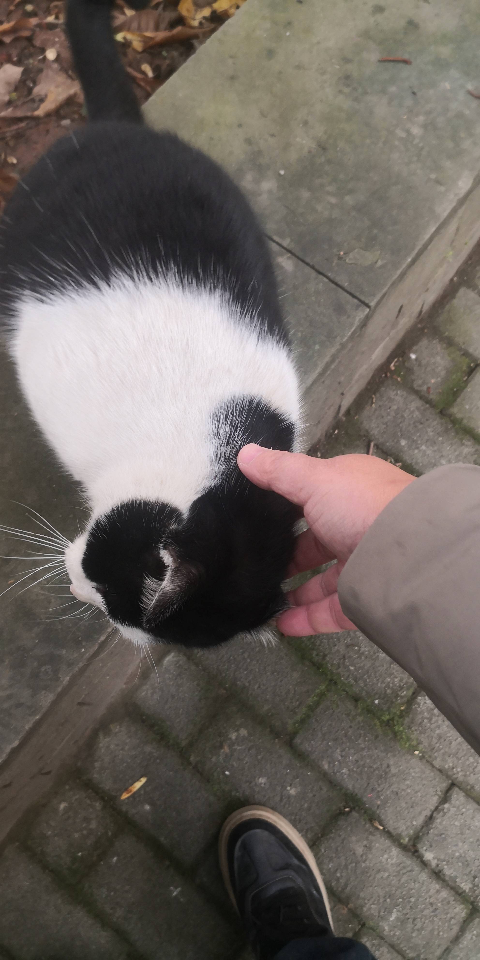 猫磁铁