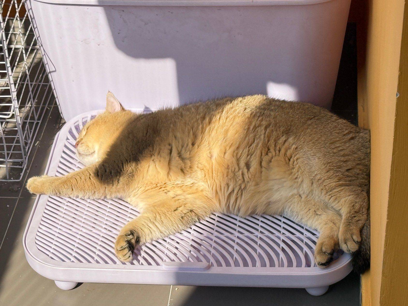 慵懒元宝的一天～_2