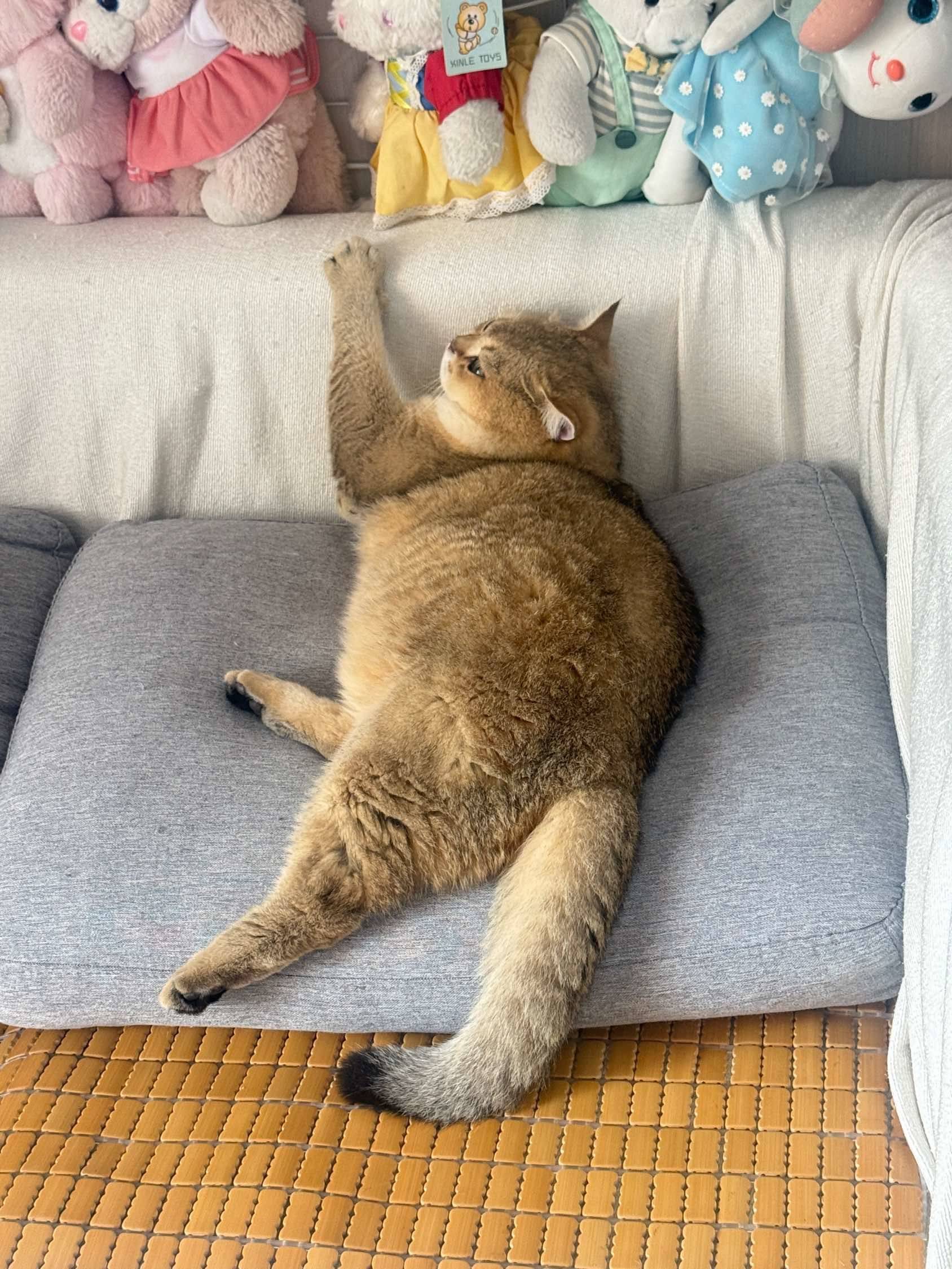 慵懒元宝的一天～_1