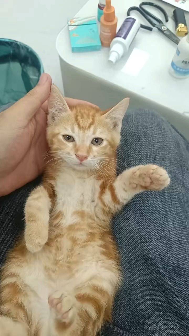 小猫咪找领养