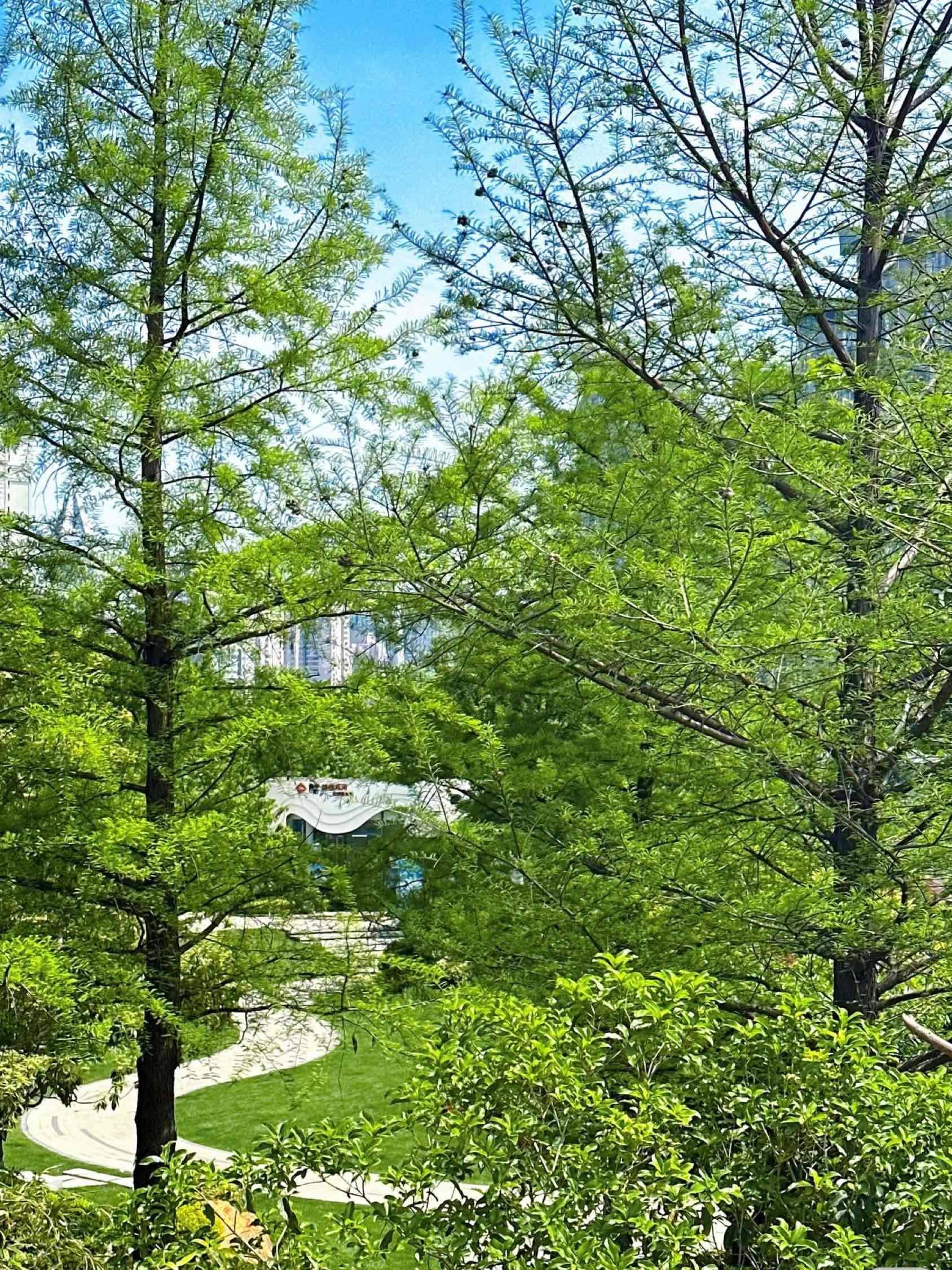 🍃树会知道春的来意🌿_1