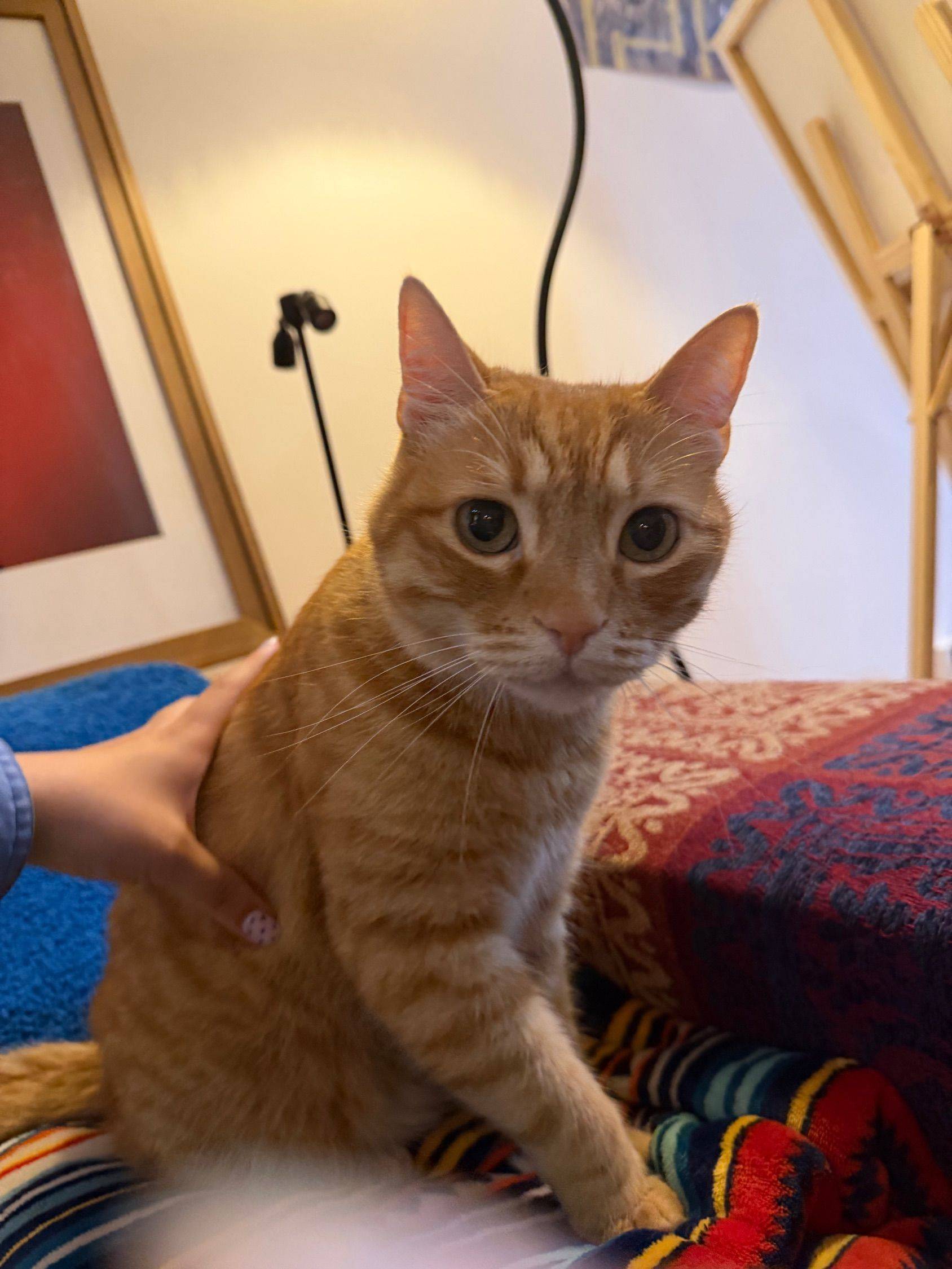 泥嚎我是一只小猫咪，我从来没有上过班_1