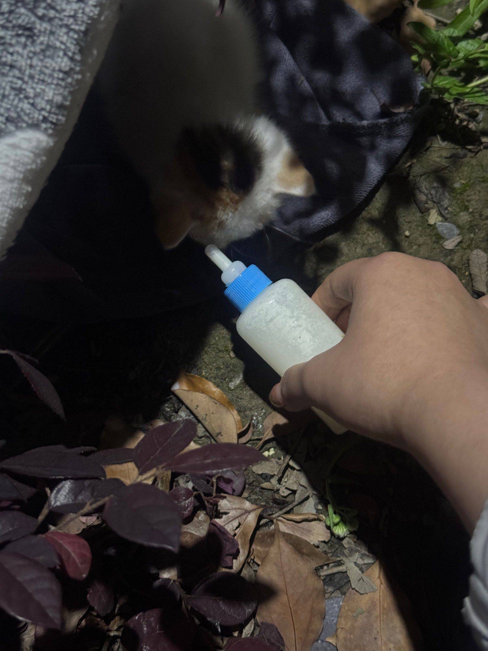 捡到的小奶猫一枚🥛_2