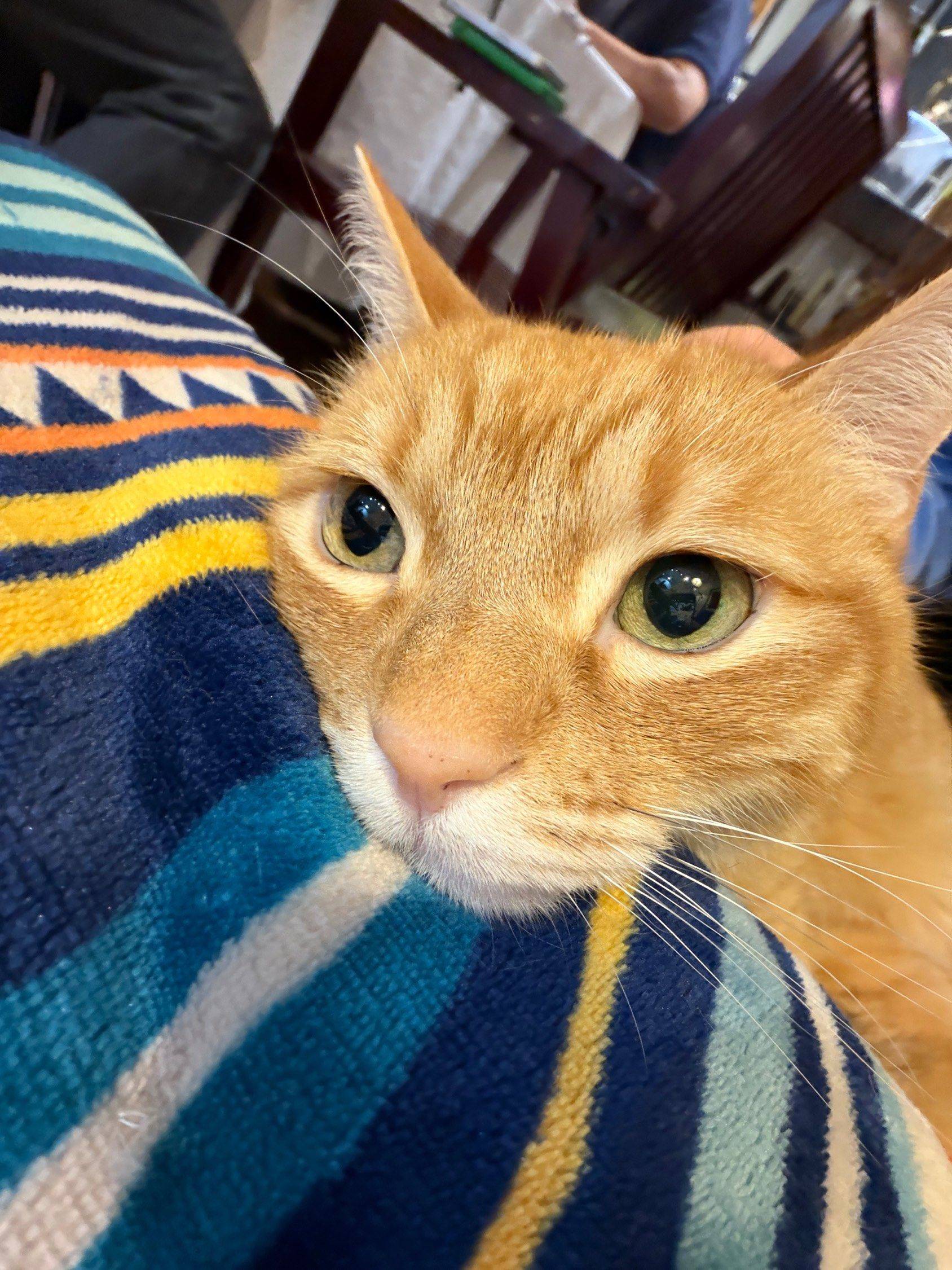 泥嚎我是一只小猫咪，我从来没有上过班_3
