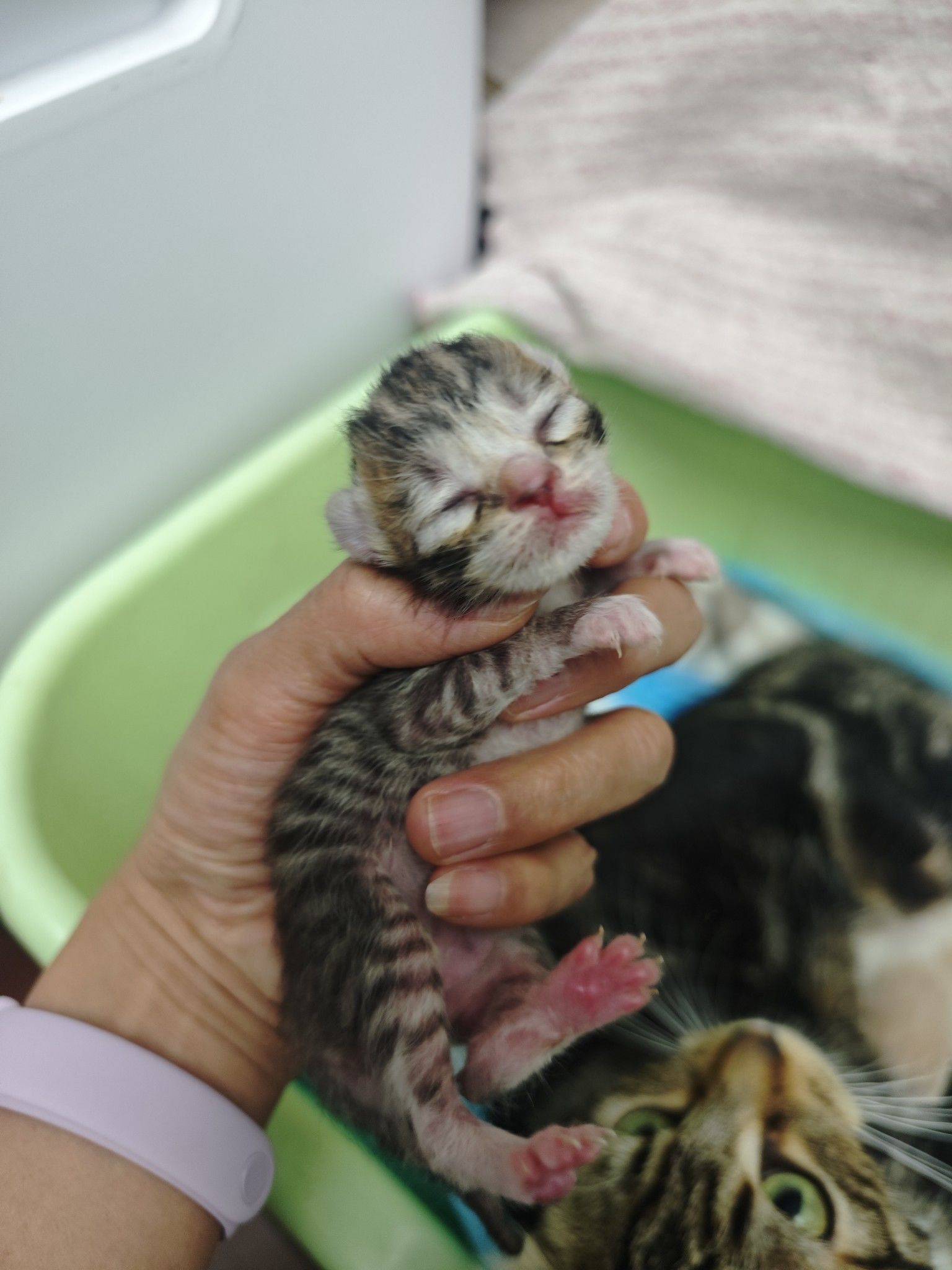 4.6出生的可爱小奶猫求领养。_1