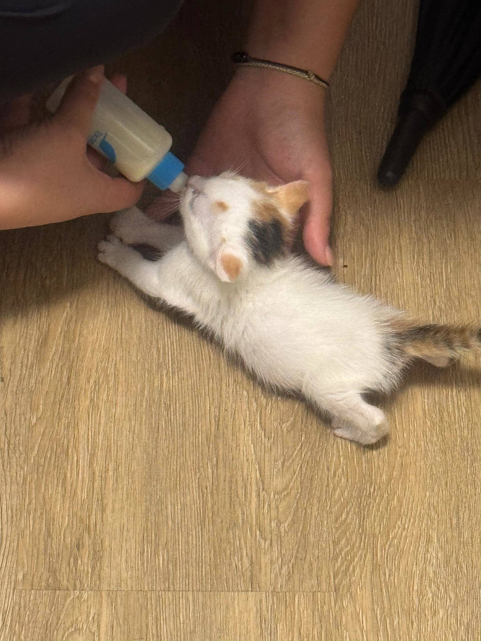 捡到的小奶猫一枚🥛