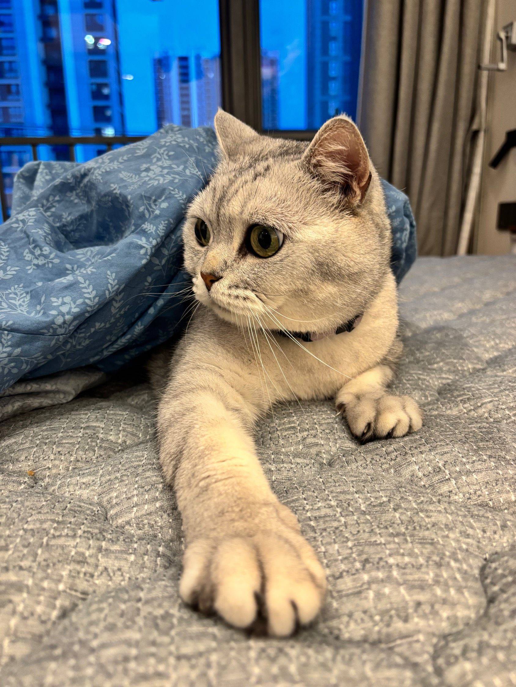 九岁高颜值小猫找寄养家庭