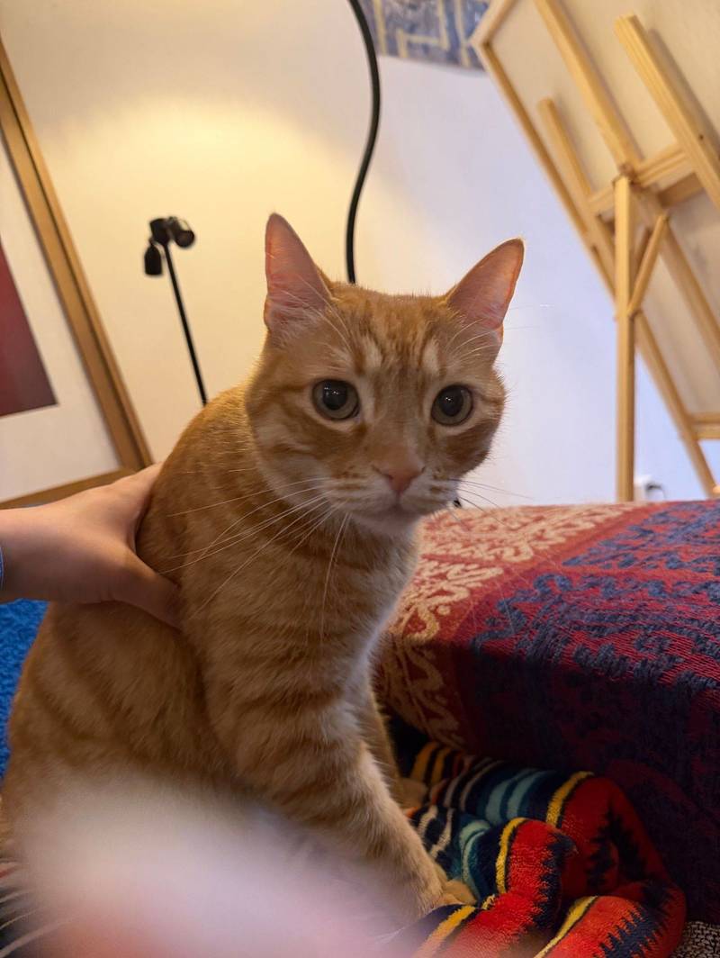 泥嚎我是一只小猫咪,我从来没有上过班