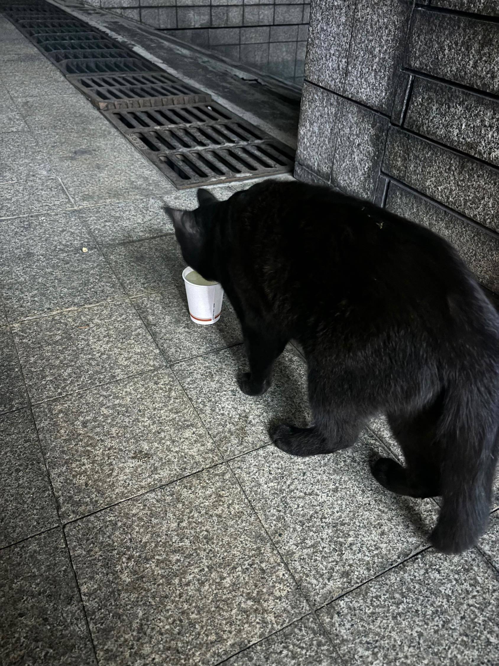 广州越秀区流量猫找领养_1