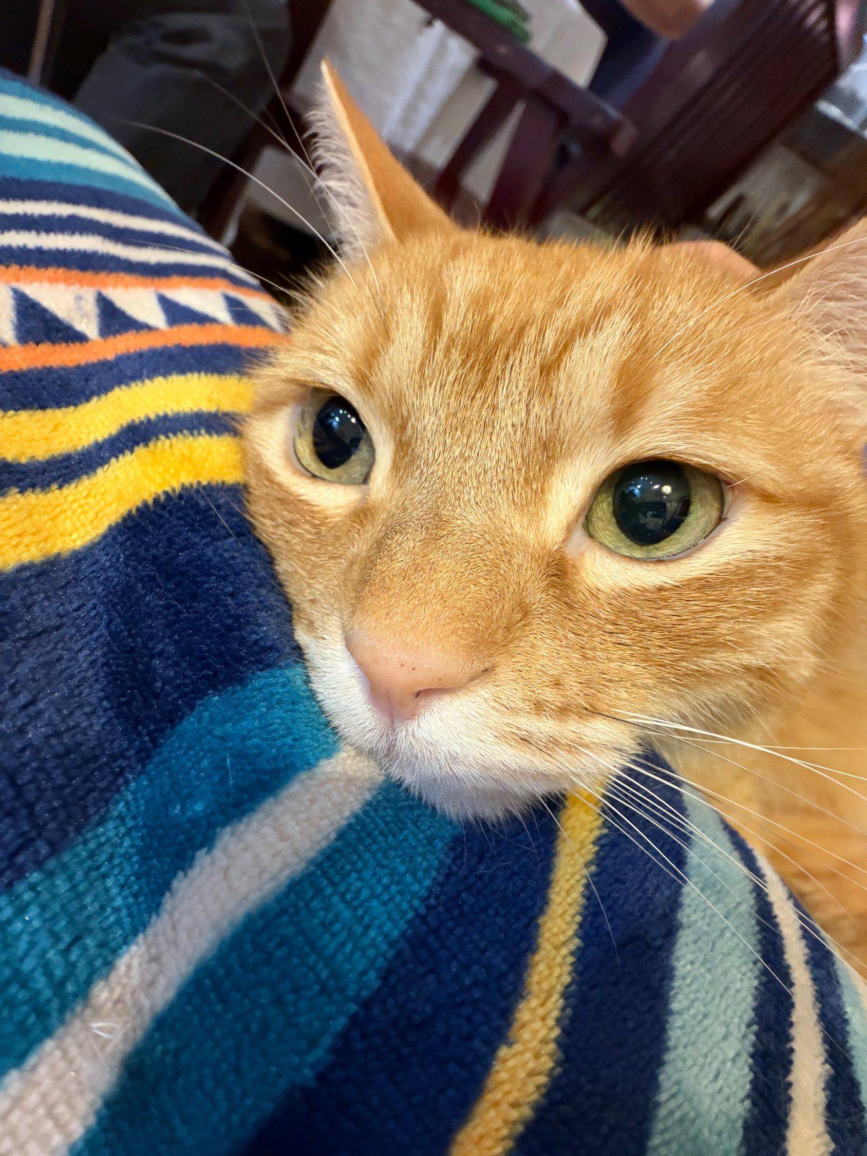 泥嚎我是一只小猫咪，我从来没有上过班_2