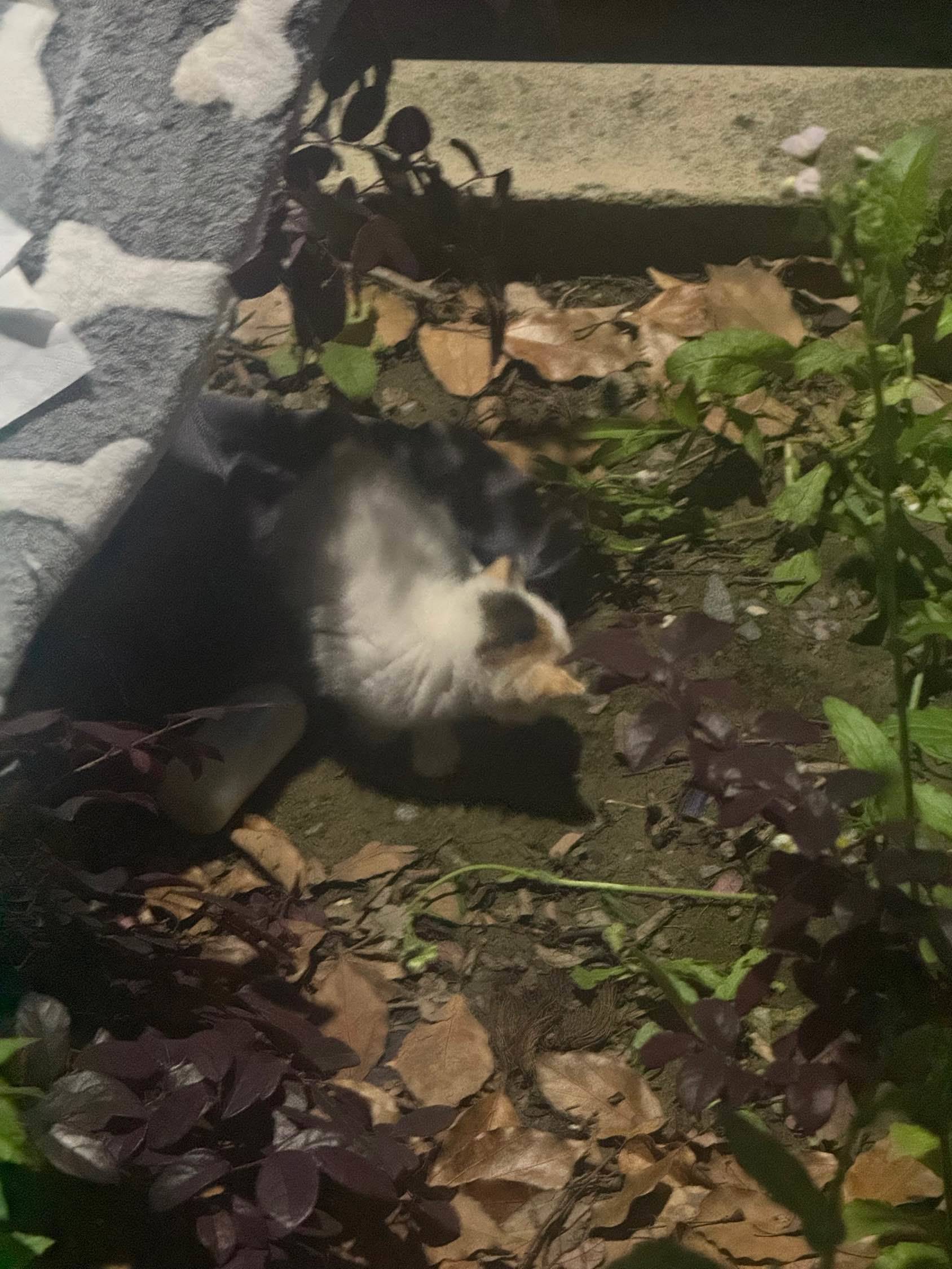 捡到的小奶猫一枚🥛_1