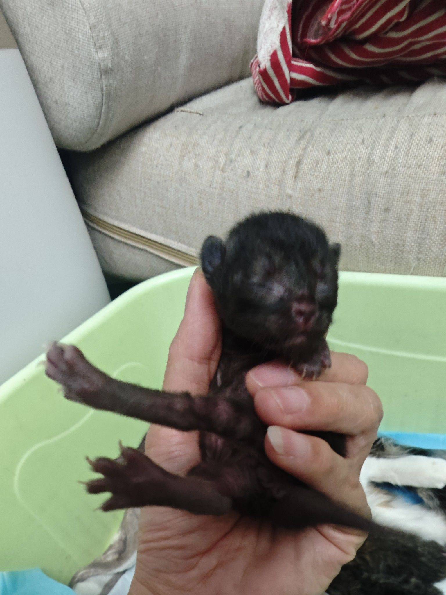 4.6出生的可爱小奶猫求领养。_2