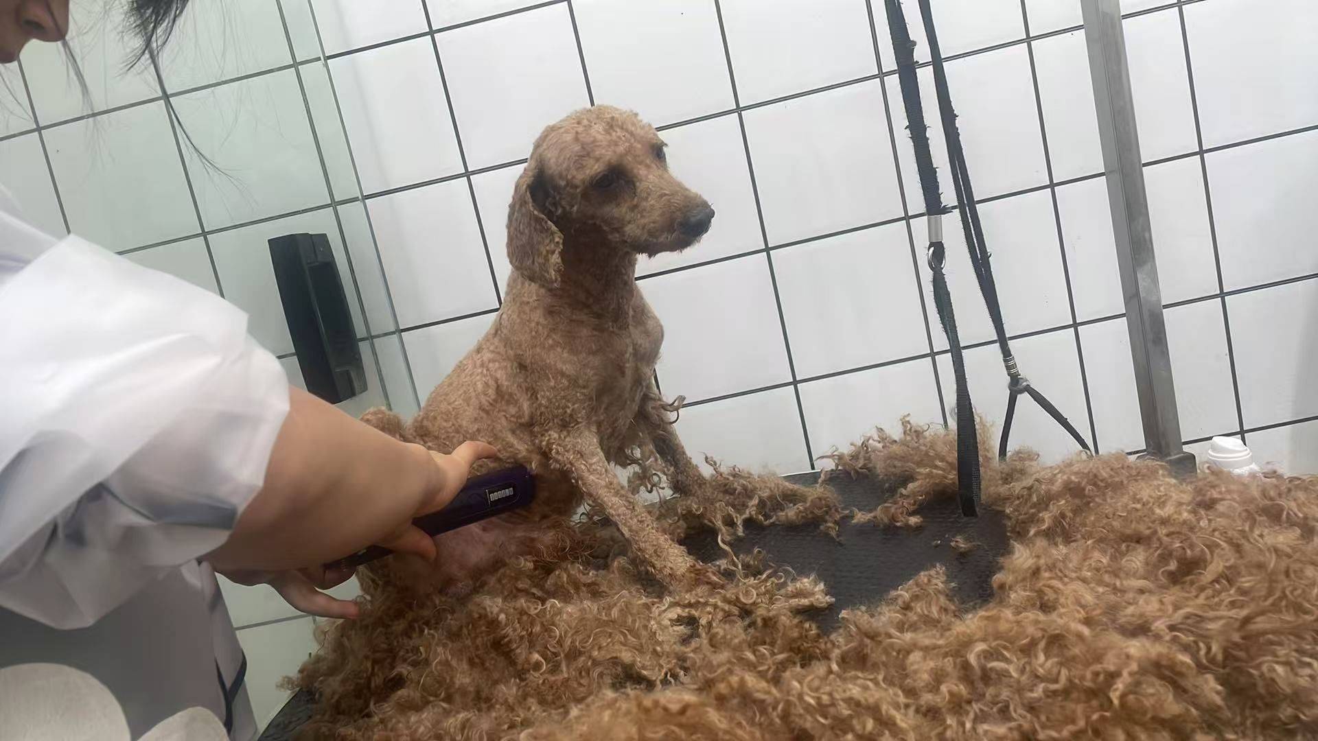宠物领养 有没有人想要泰迪弟弟的 洗完