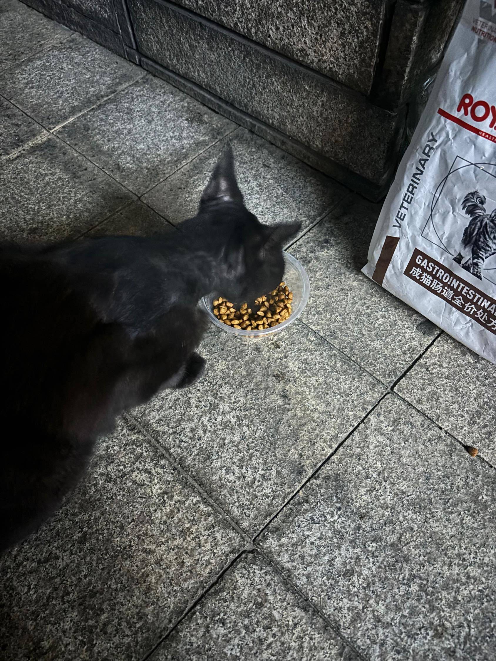 广州越秀区流量猫找领养