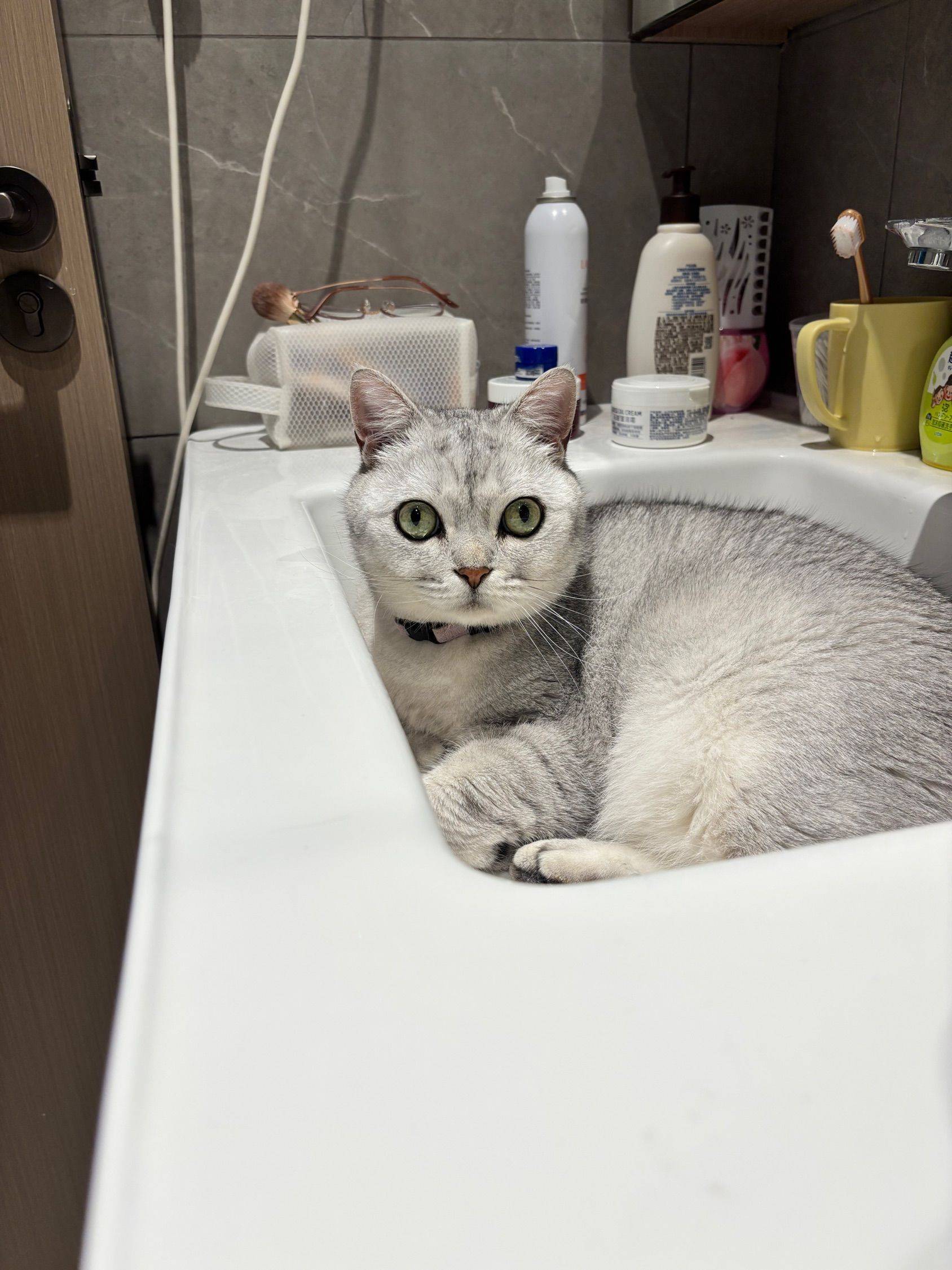 九岁高颜值小猫找寄养家庭_2