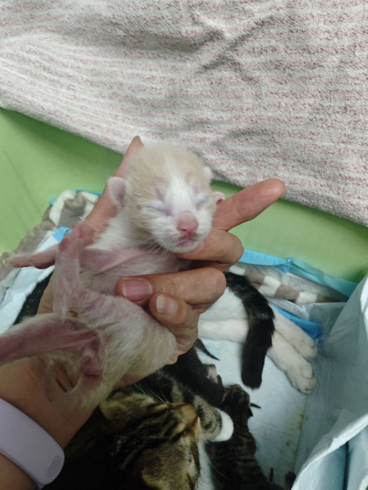 4.6出生的可爱小奶猫求领养。_0