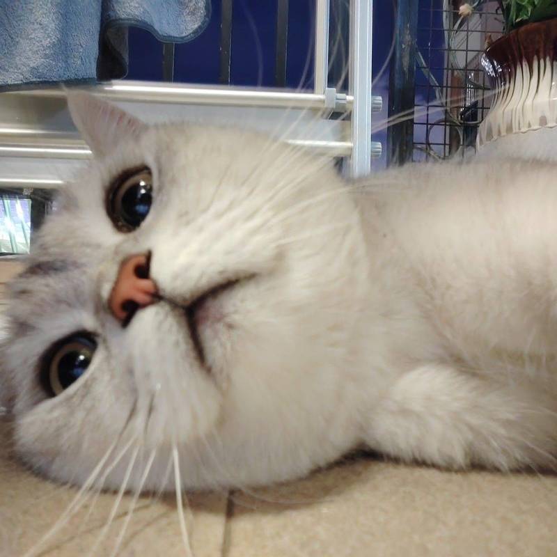 家有萌猫🐱