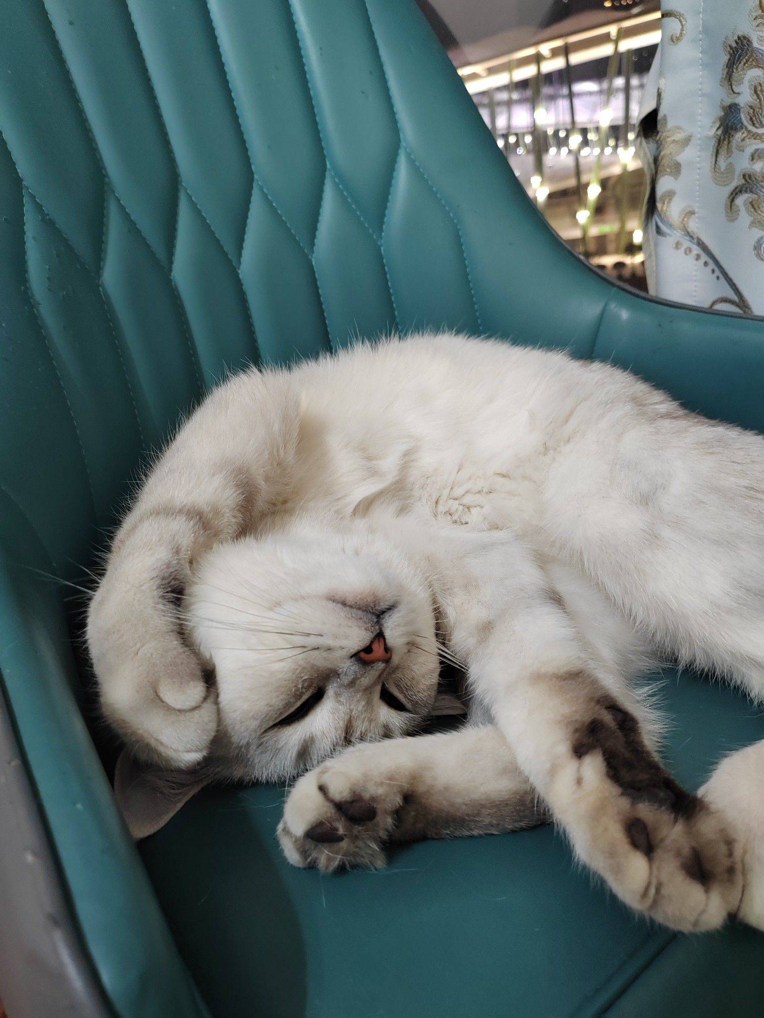 家有萌猫🐱_4