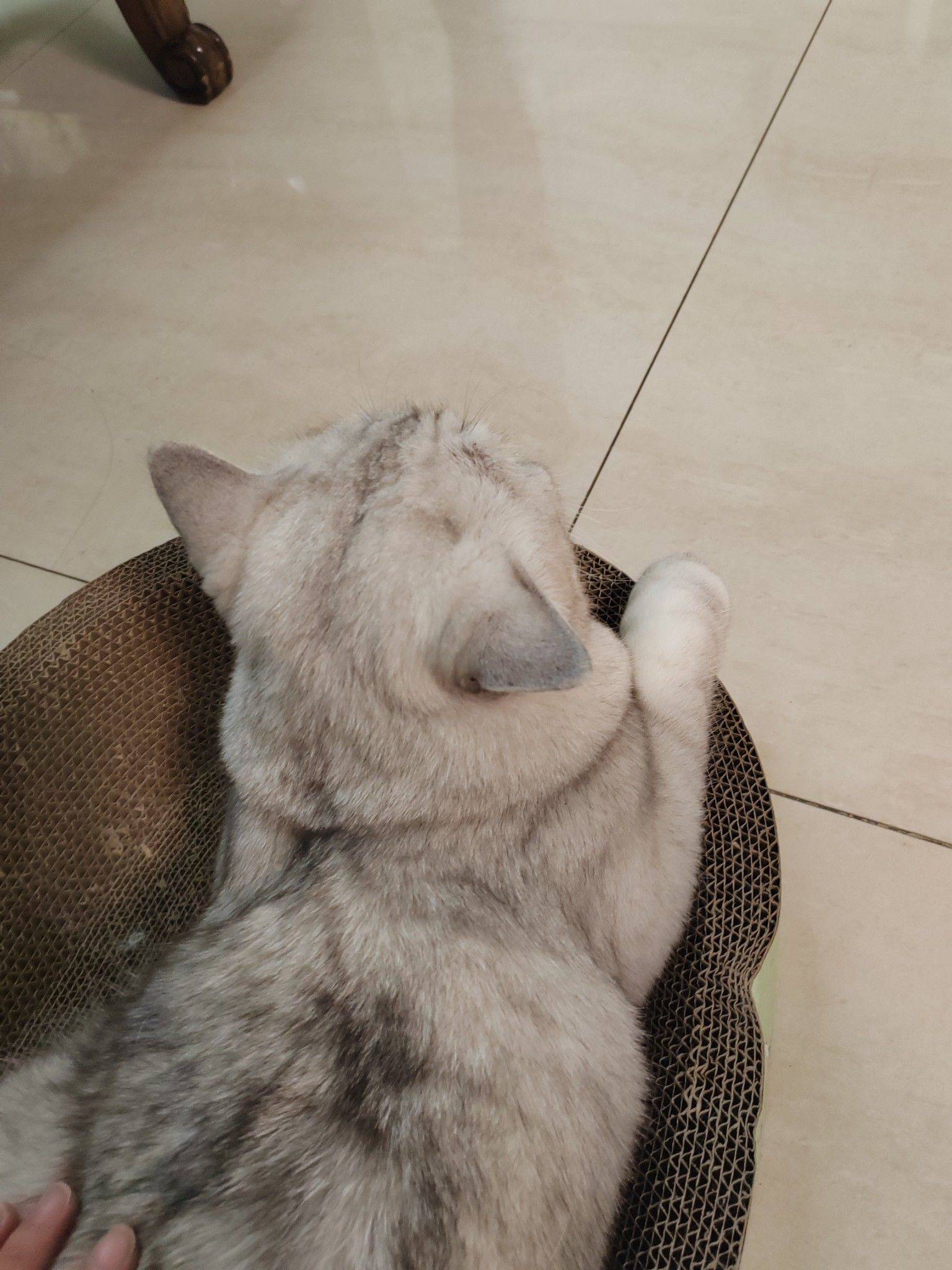 家有萌猫🐱_3