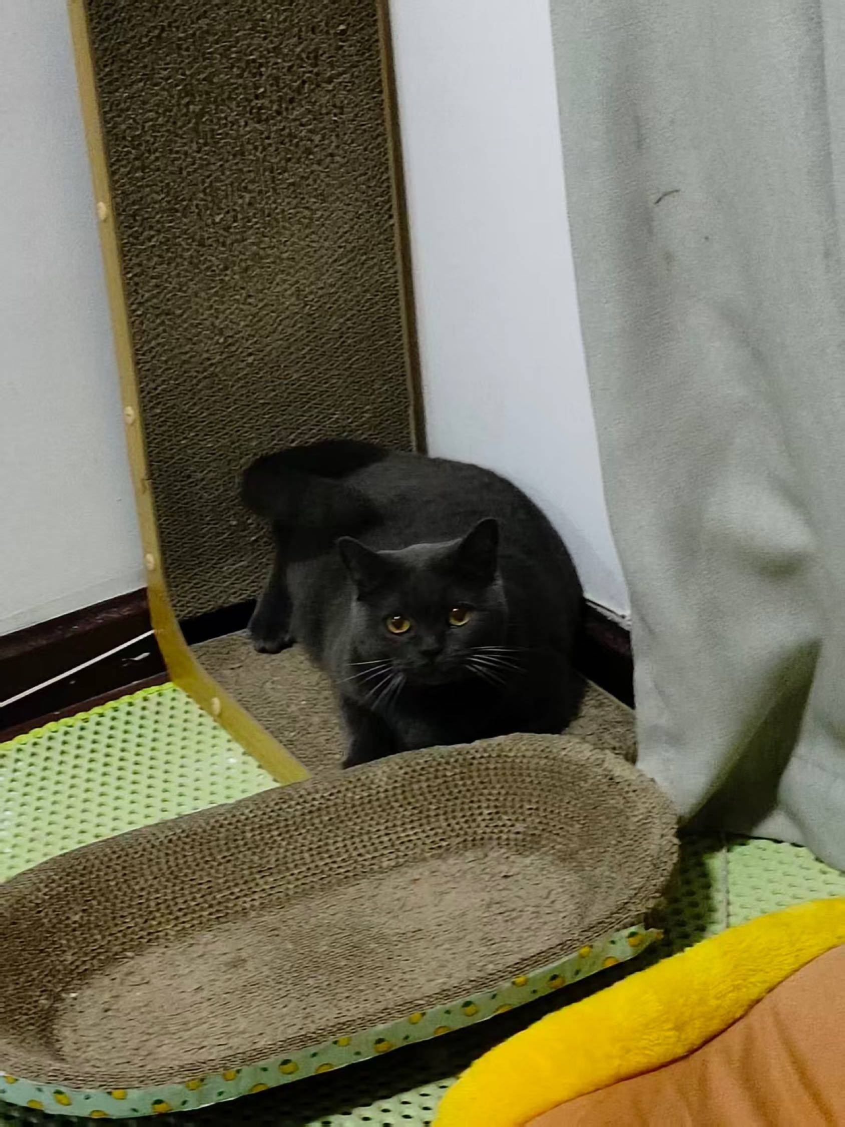 免费领养小猫_1