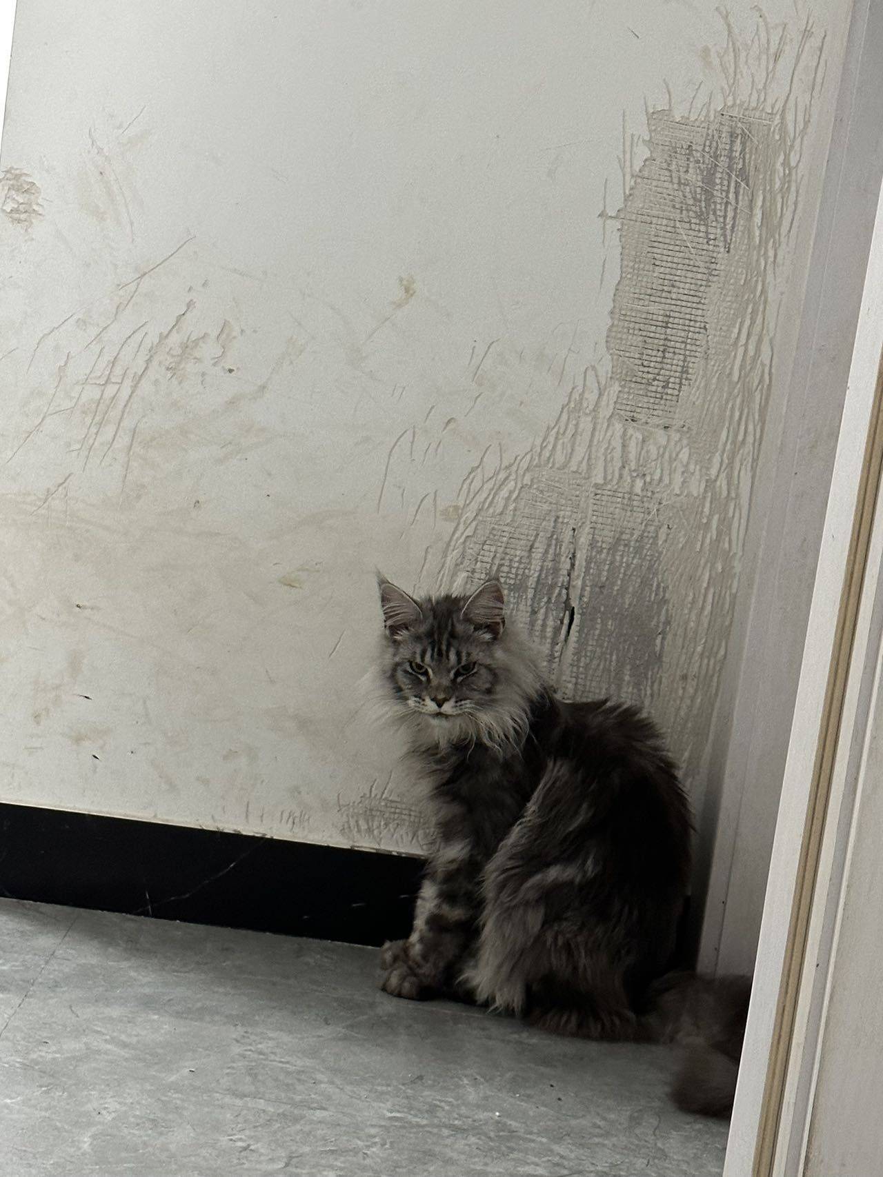 7个月缅因猫弟弟找新家｜温柔巨人已定形🐱_1