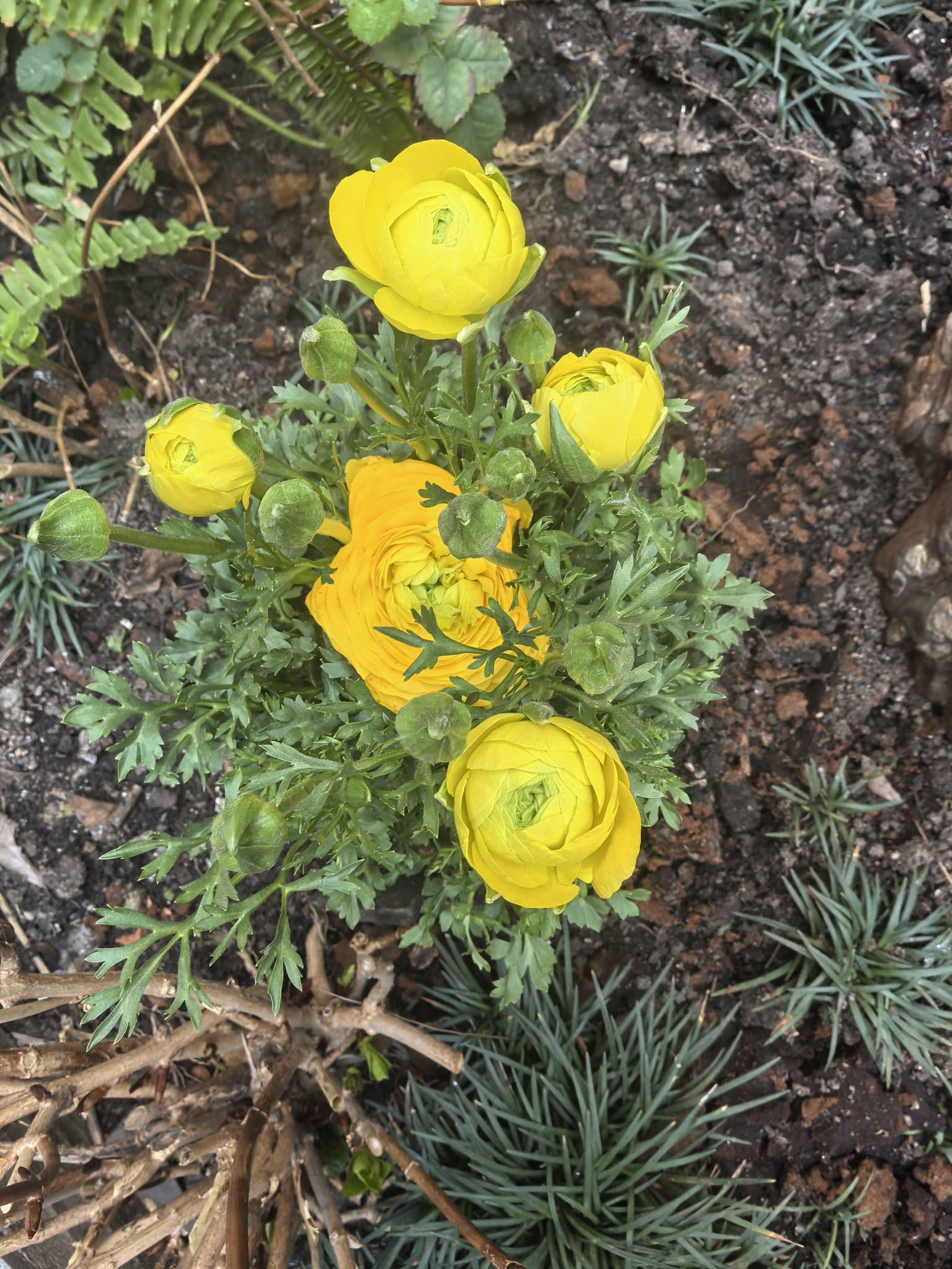  春日小景  园中一隅  花开正艳