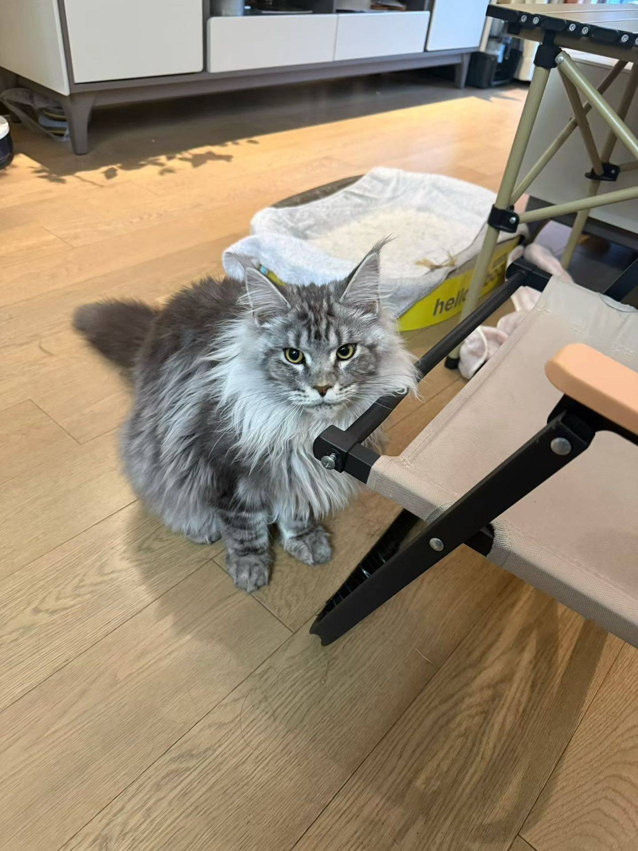 7个月缅因猫弟弟找新家｜温柔巨人已定形🐱