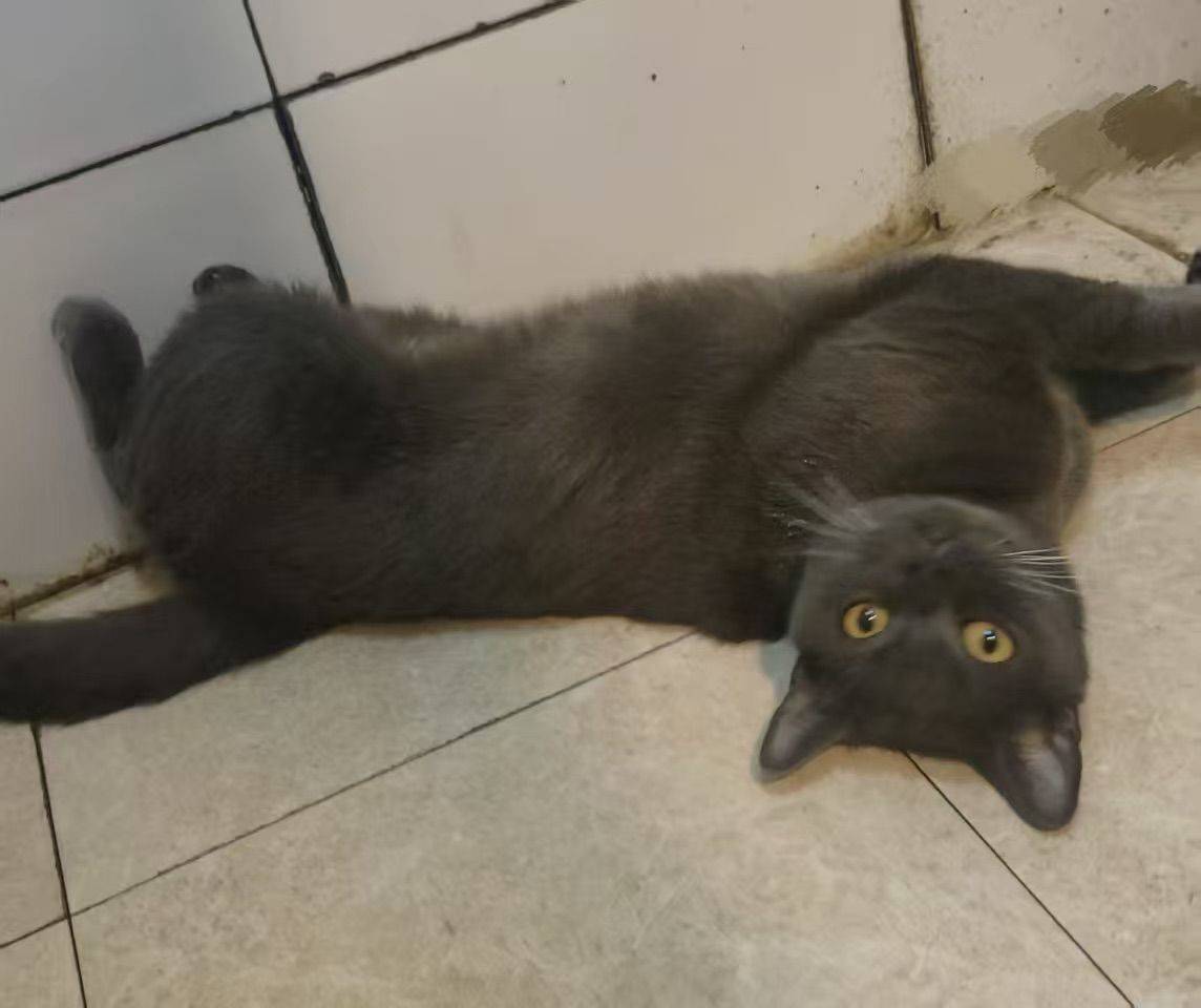 免费领养小猫