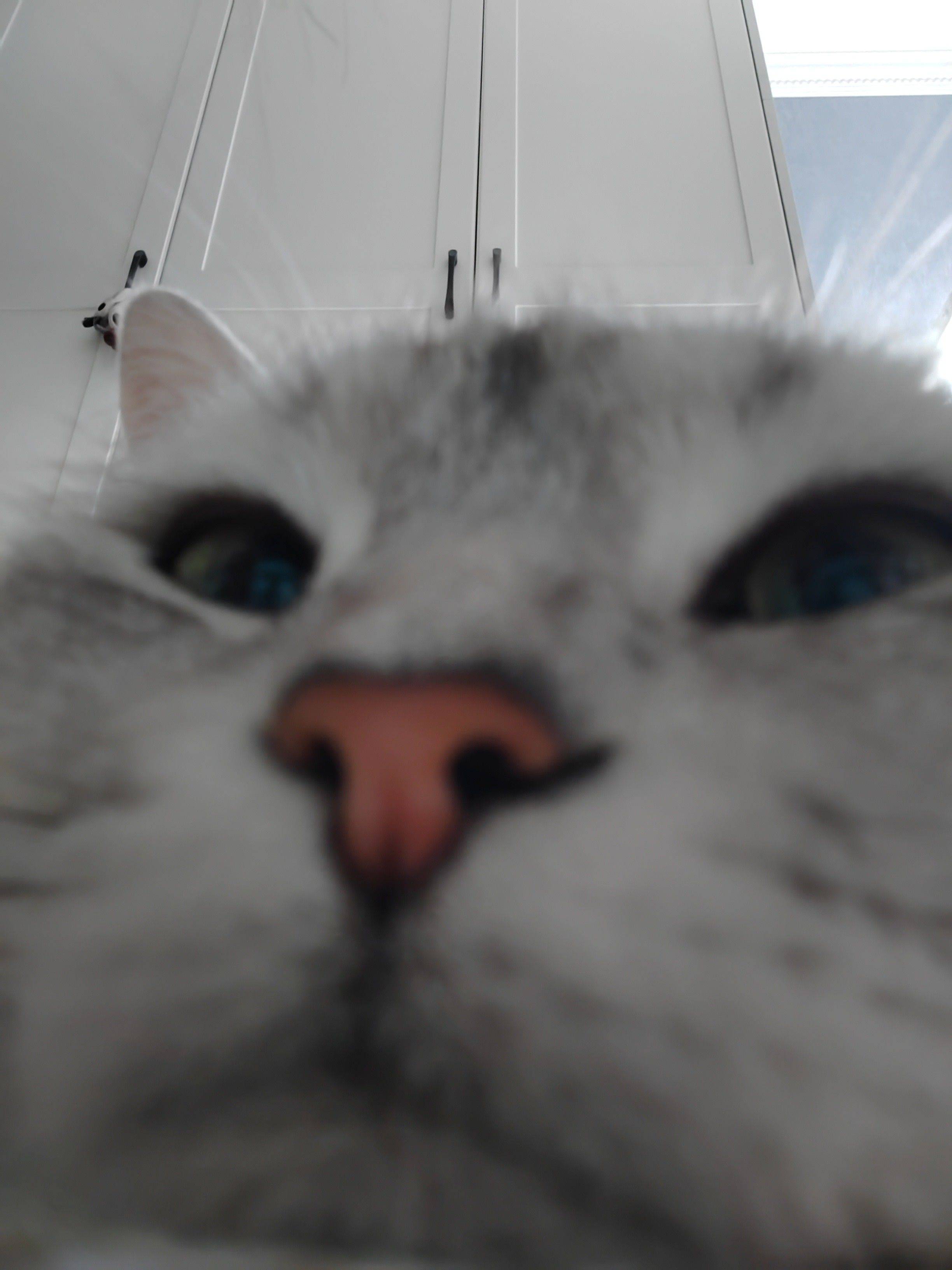 家有萌猫🐱_1