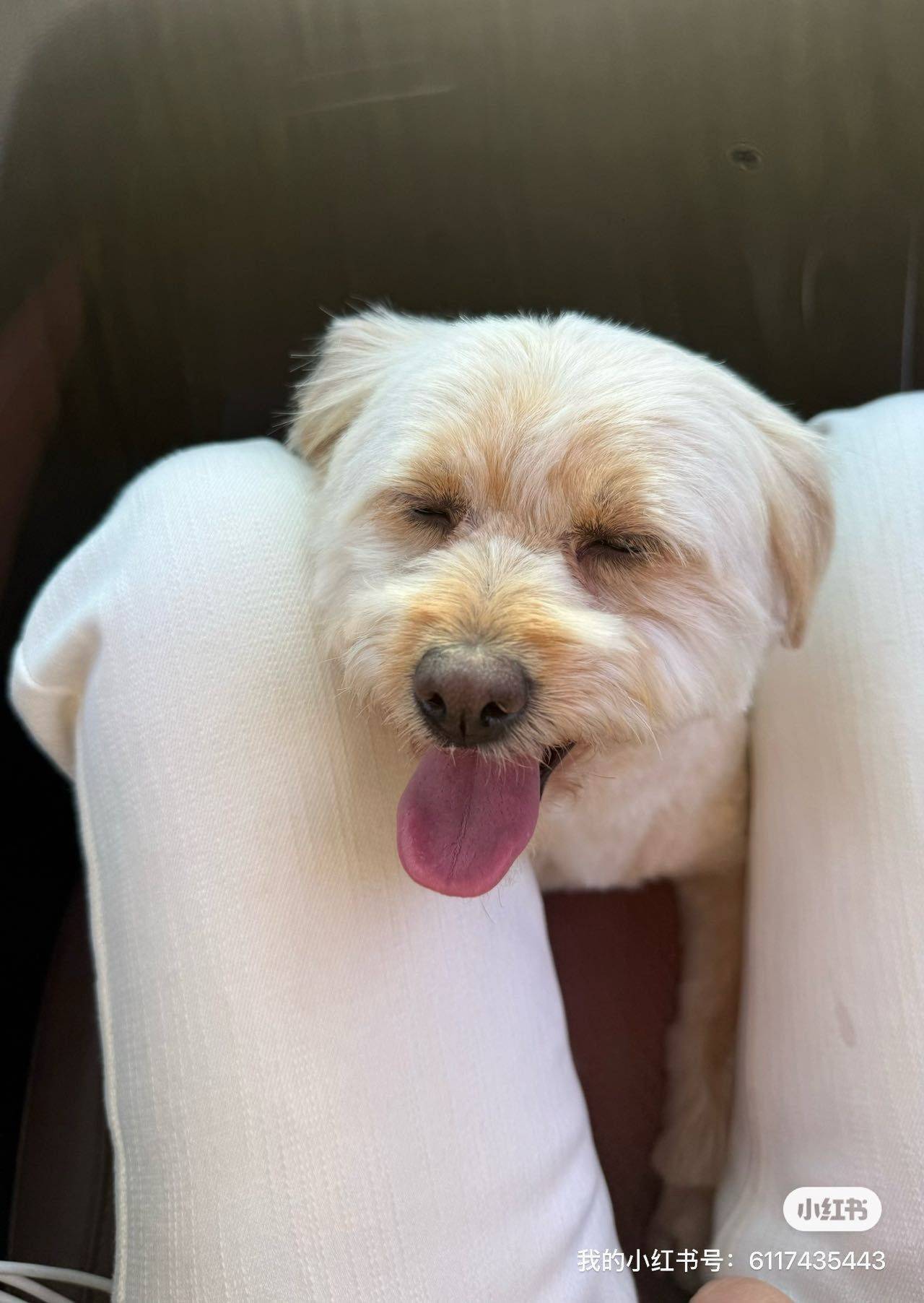 软萌小狗 找领养啦！_3