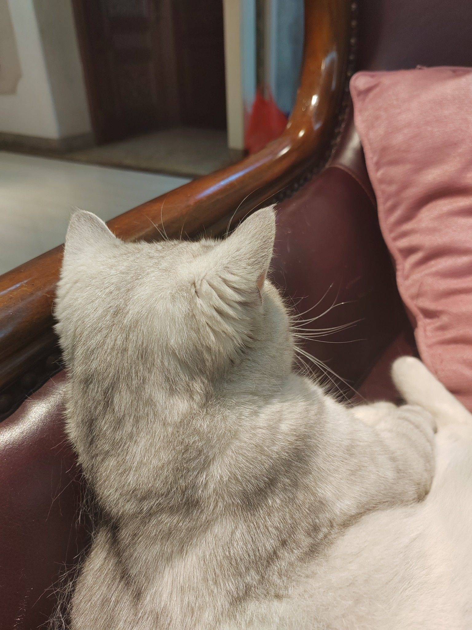 家有萌猫🐱_2