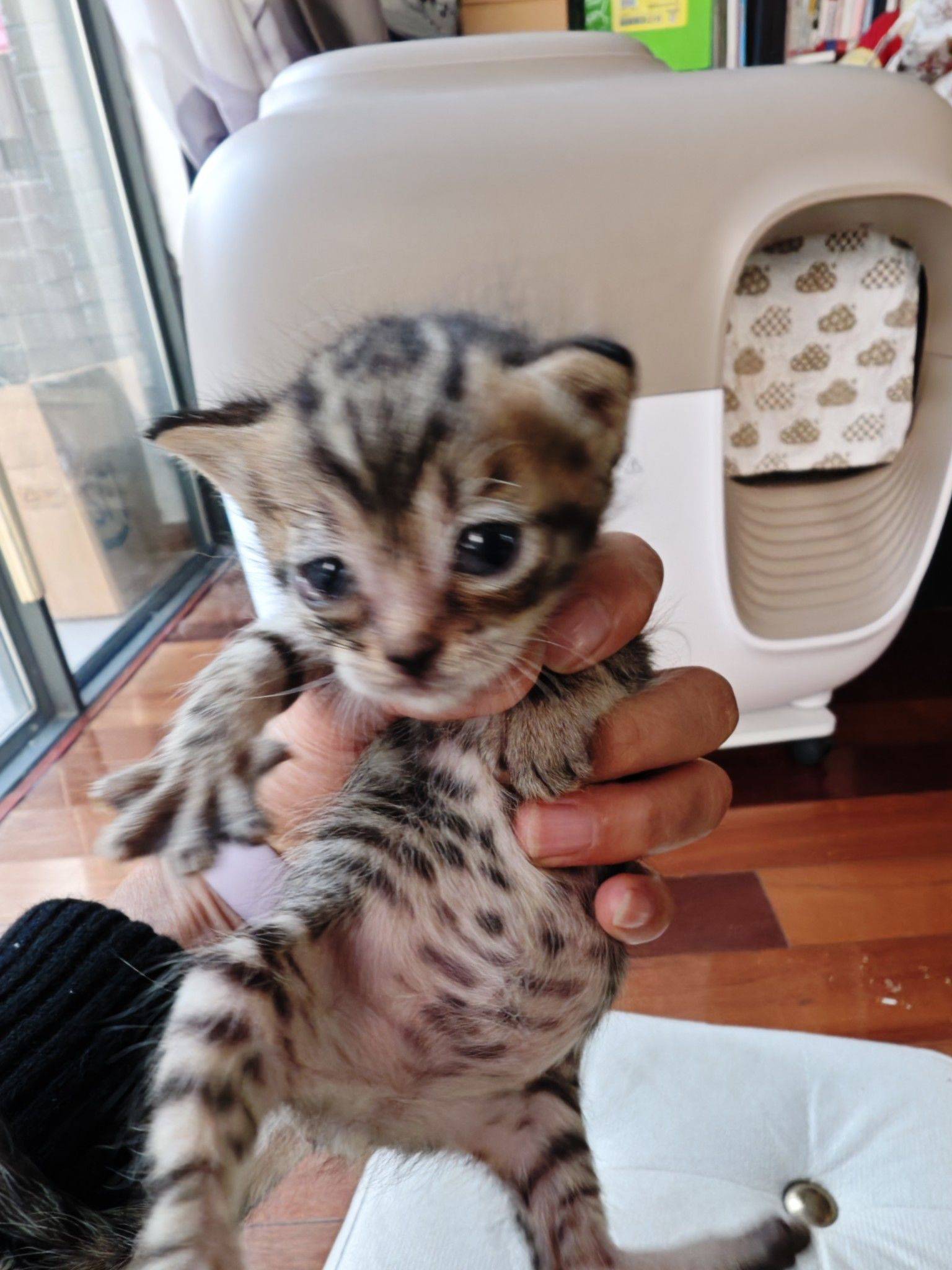 4.6出生的可爱小奶猫求领养。_3