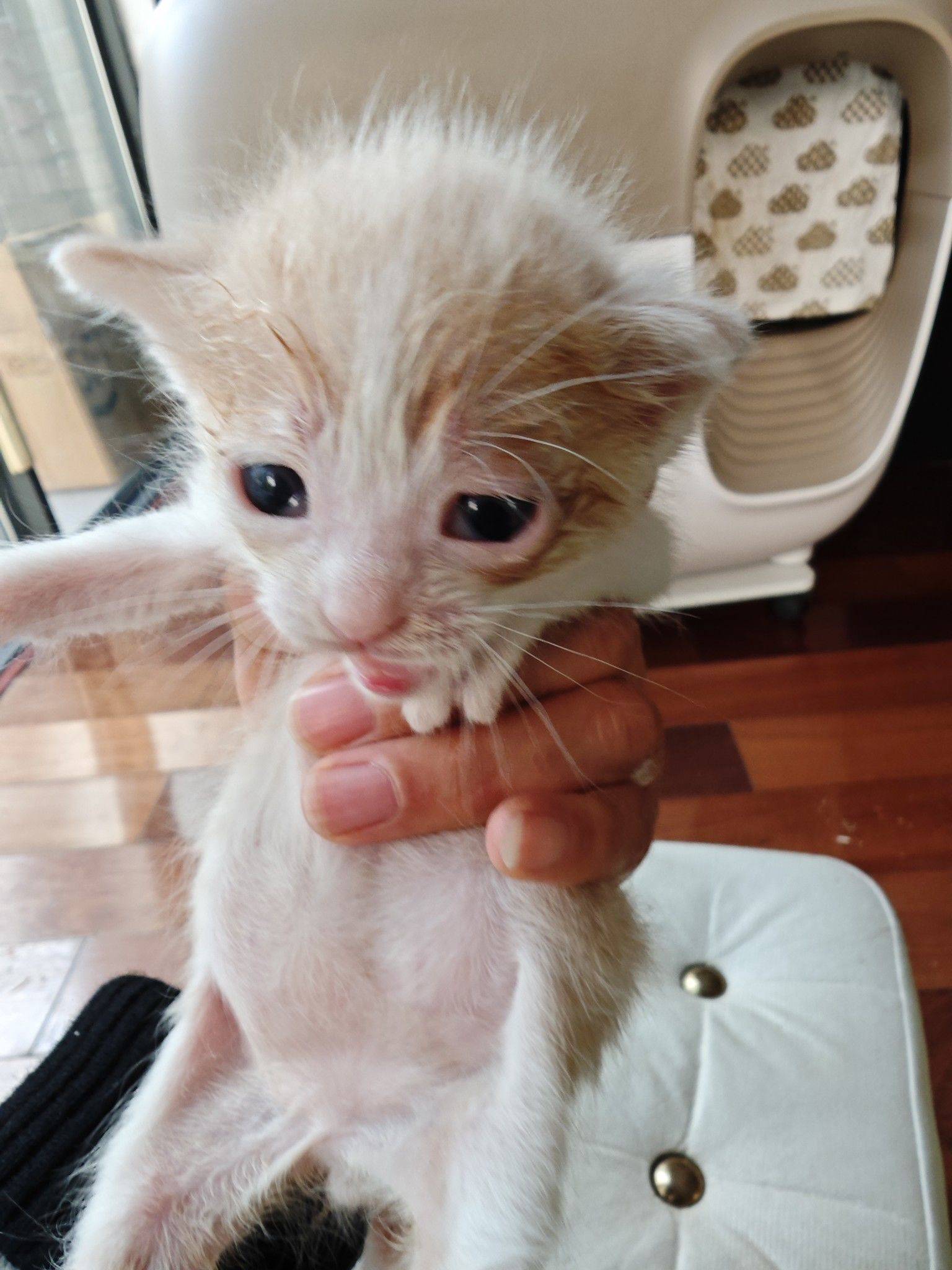 4.6出生的可爱小奶猫求领养。