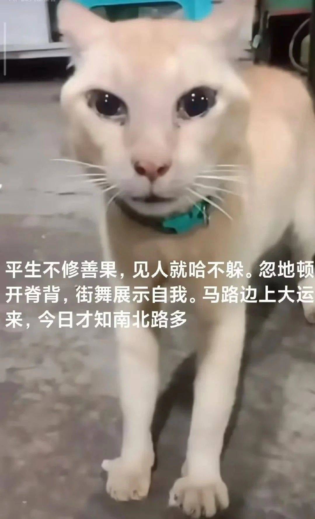 蹲个安静有素质的室友