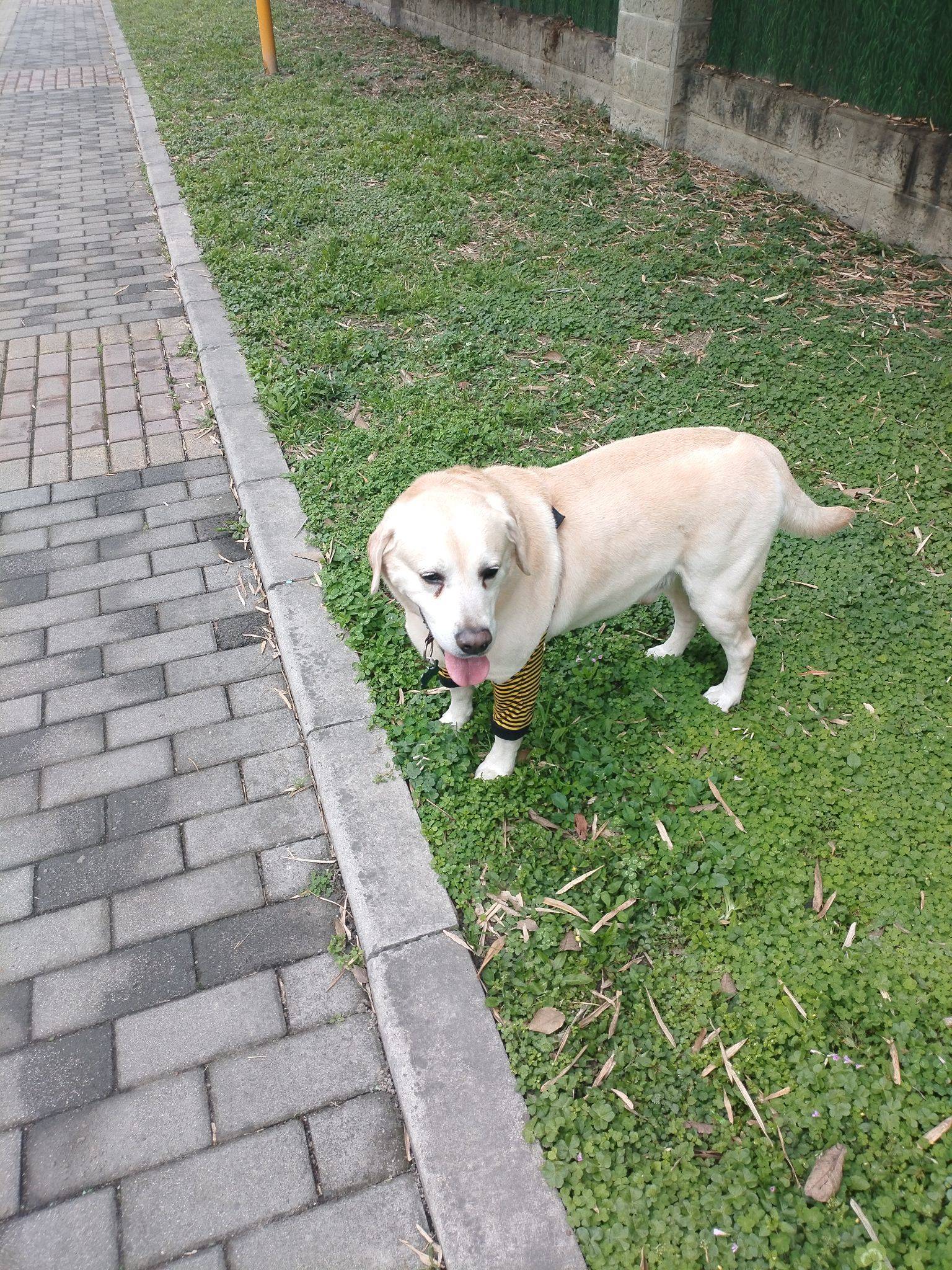 我家萌宠最可爱  成都温江区爱狗人士免_2