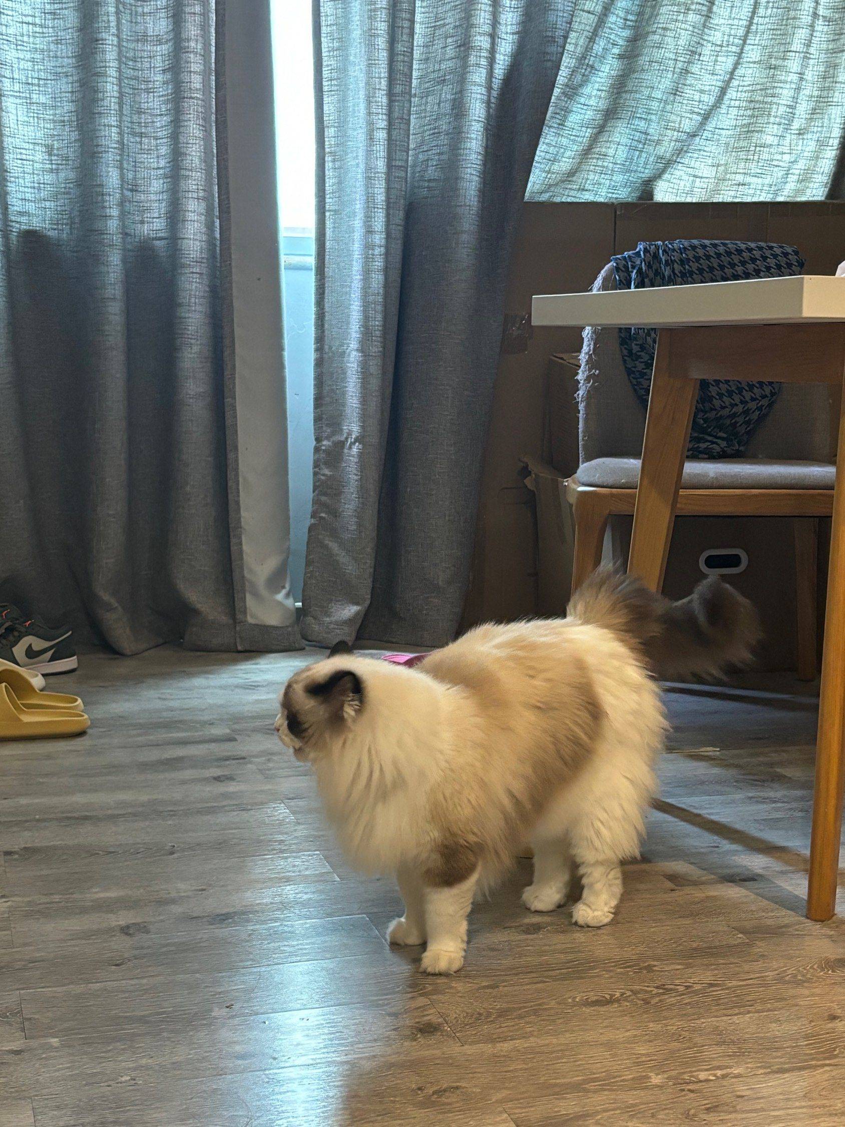小猫咪找妈妈